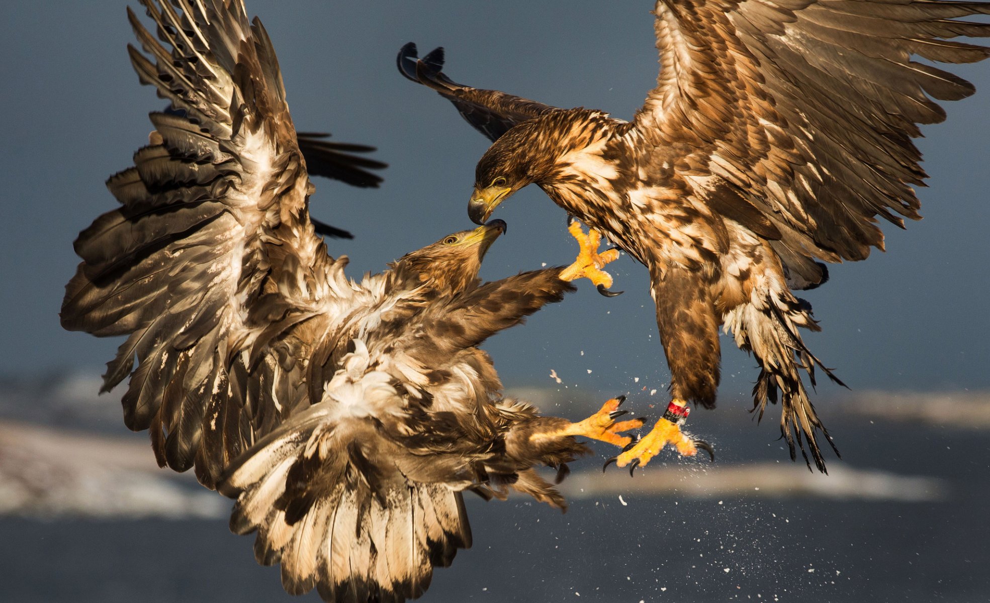 golden eagles birds sparring