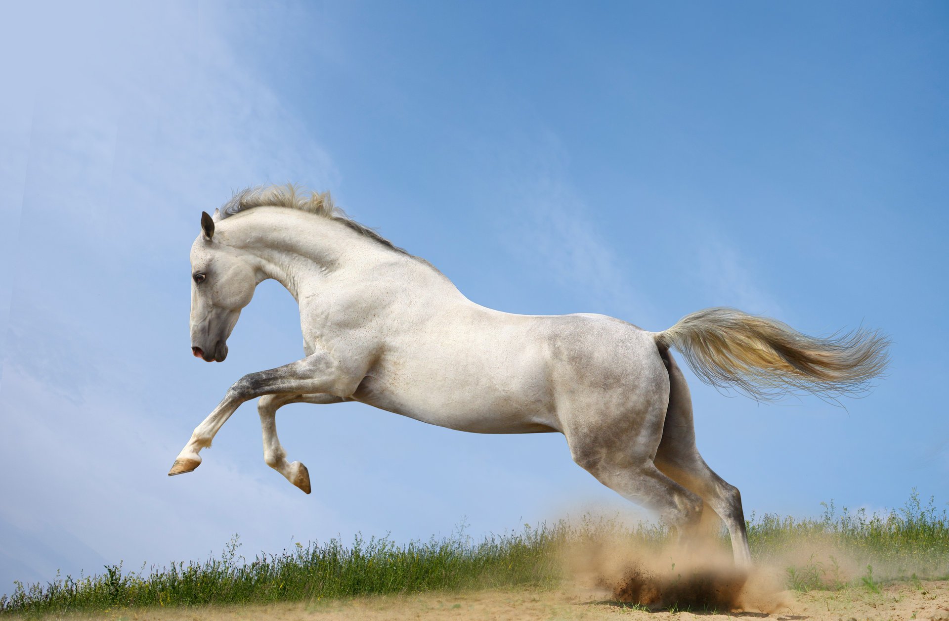 le cheval cheval courent course poussière