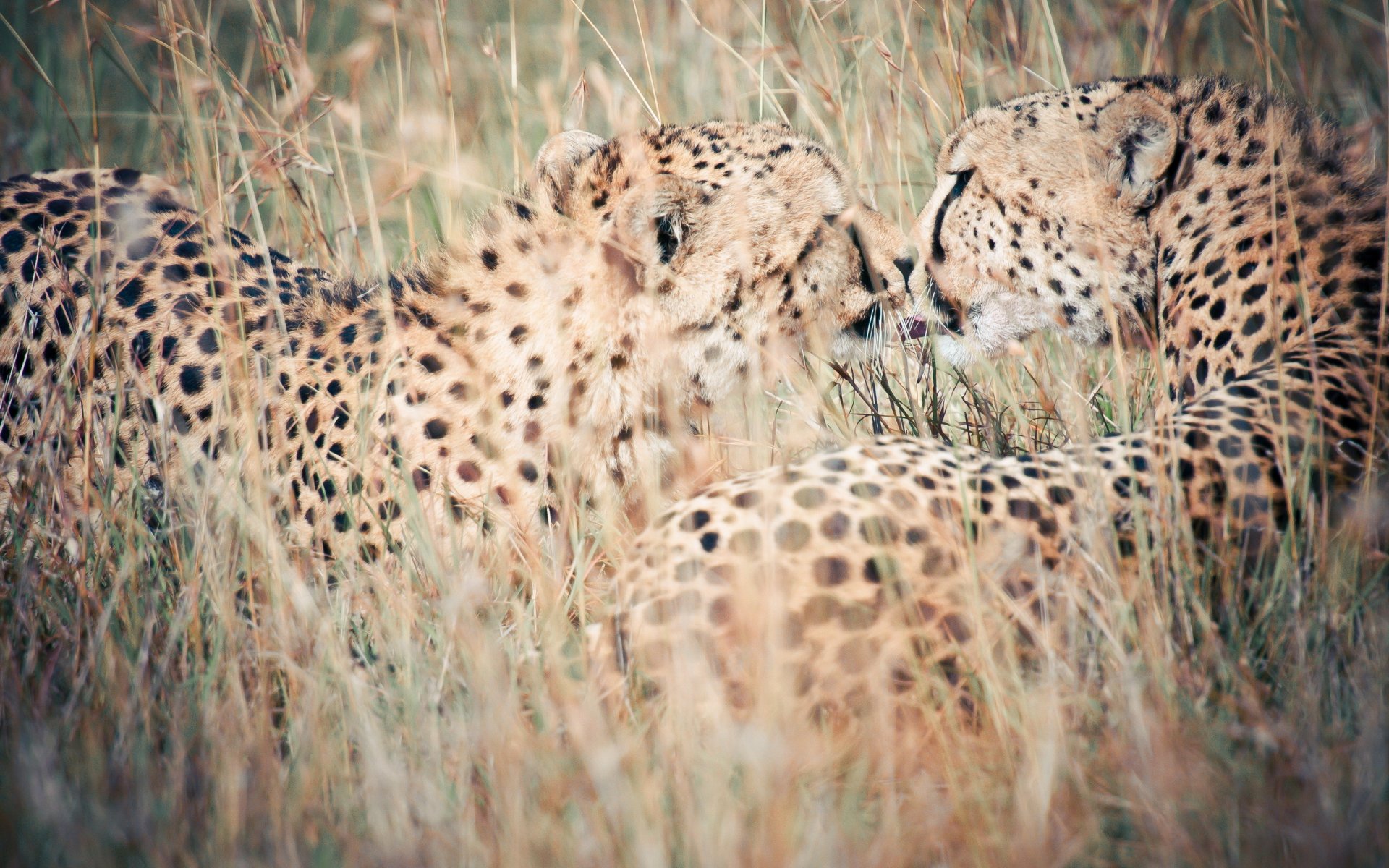 leopards nature background