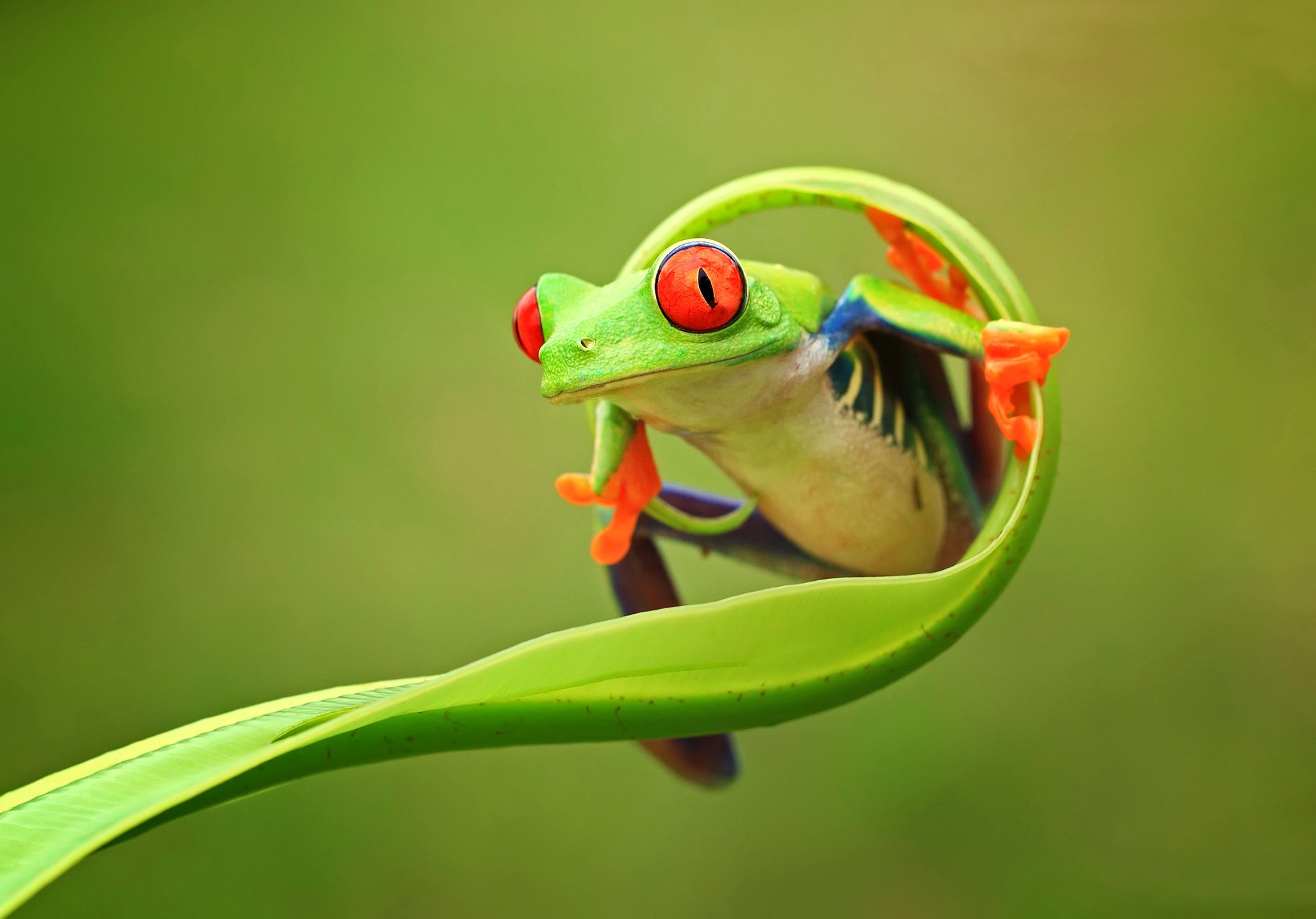 naturaleza animal verde rana ojos patas tallo color fondo oriental java provincia indonesia fondo de pantalla