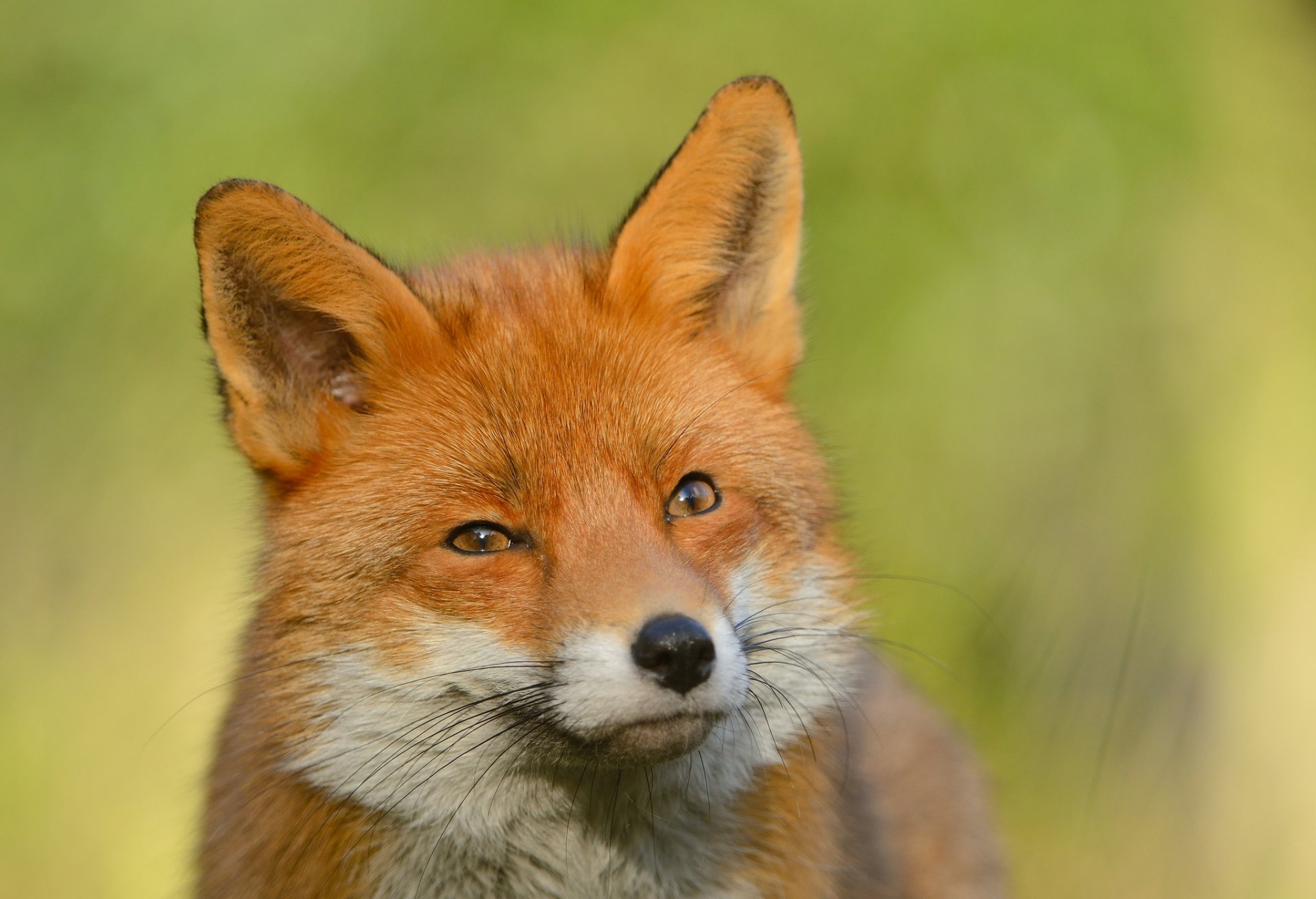 renard renard regarde regard