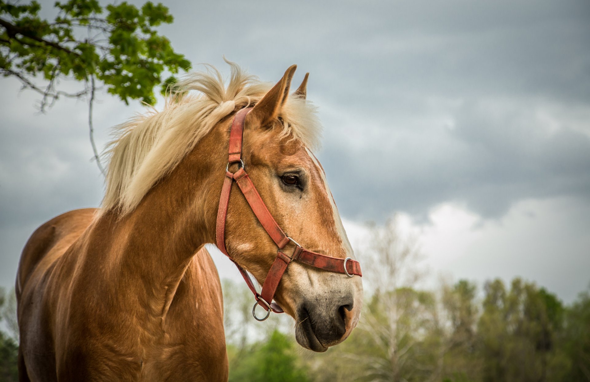 pferd porträt profil hintergrund