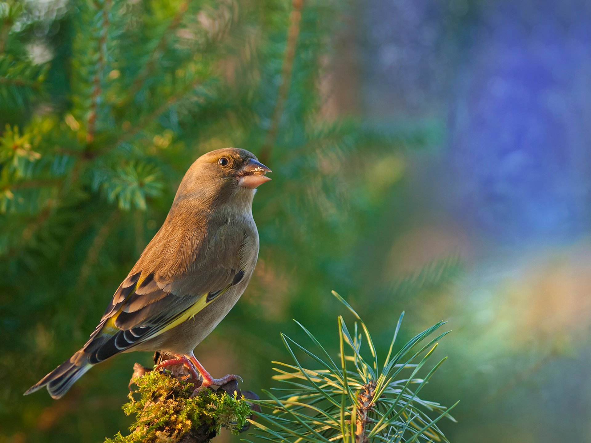 dzwoniec zwyczajny vert commun oiseau chardonneret