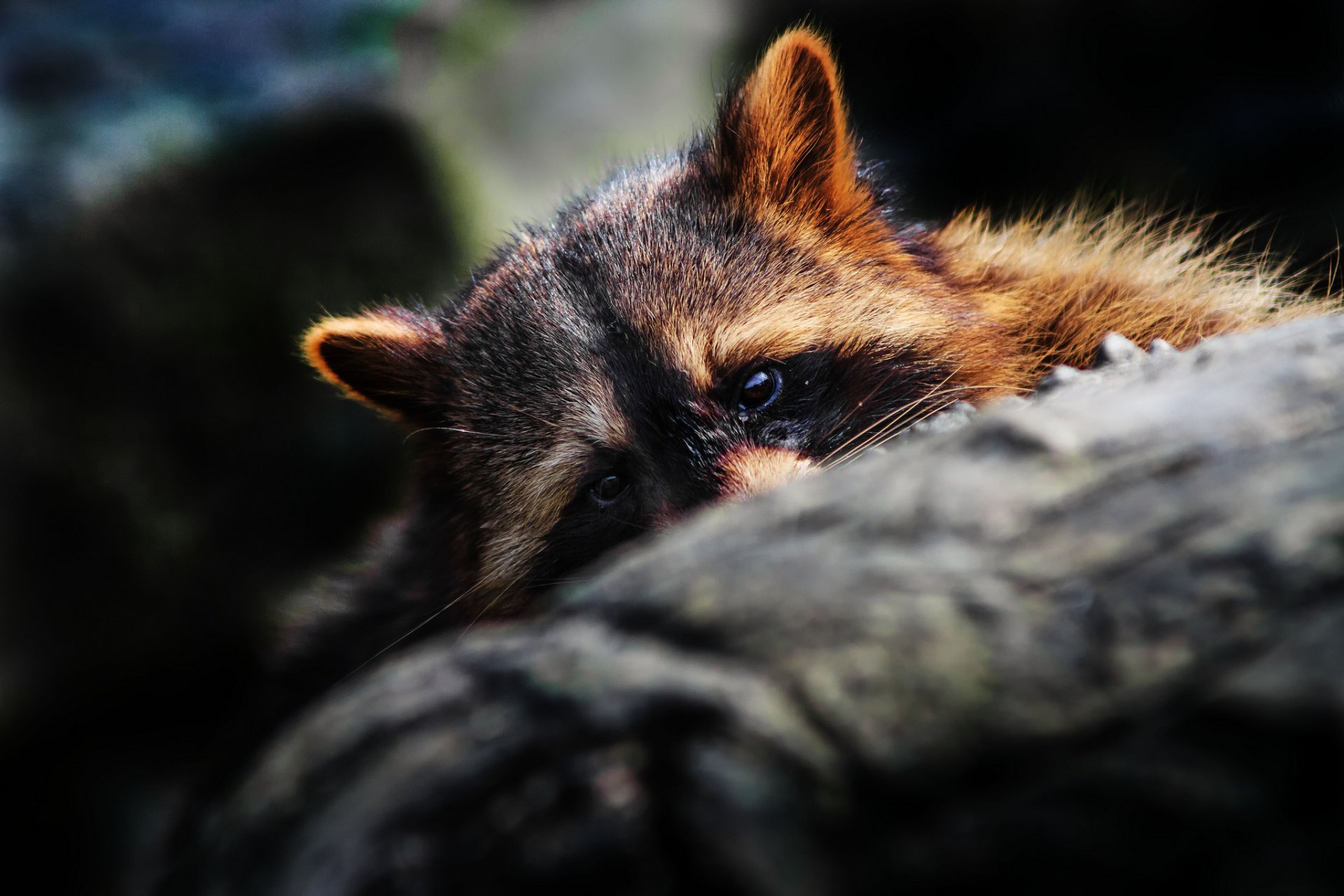 raccoon hid snout ears eye