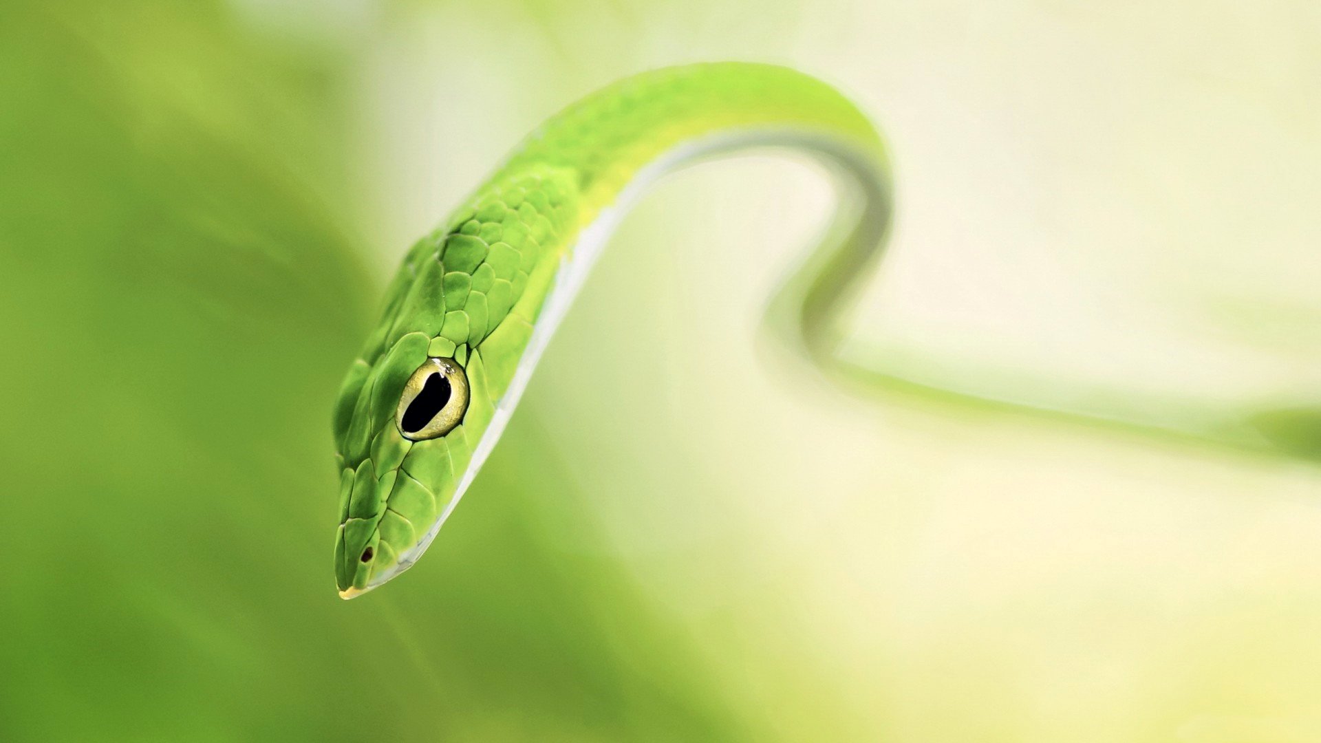 serpente sguardo occhio macro