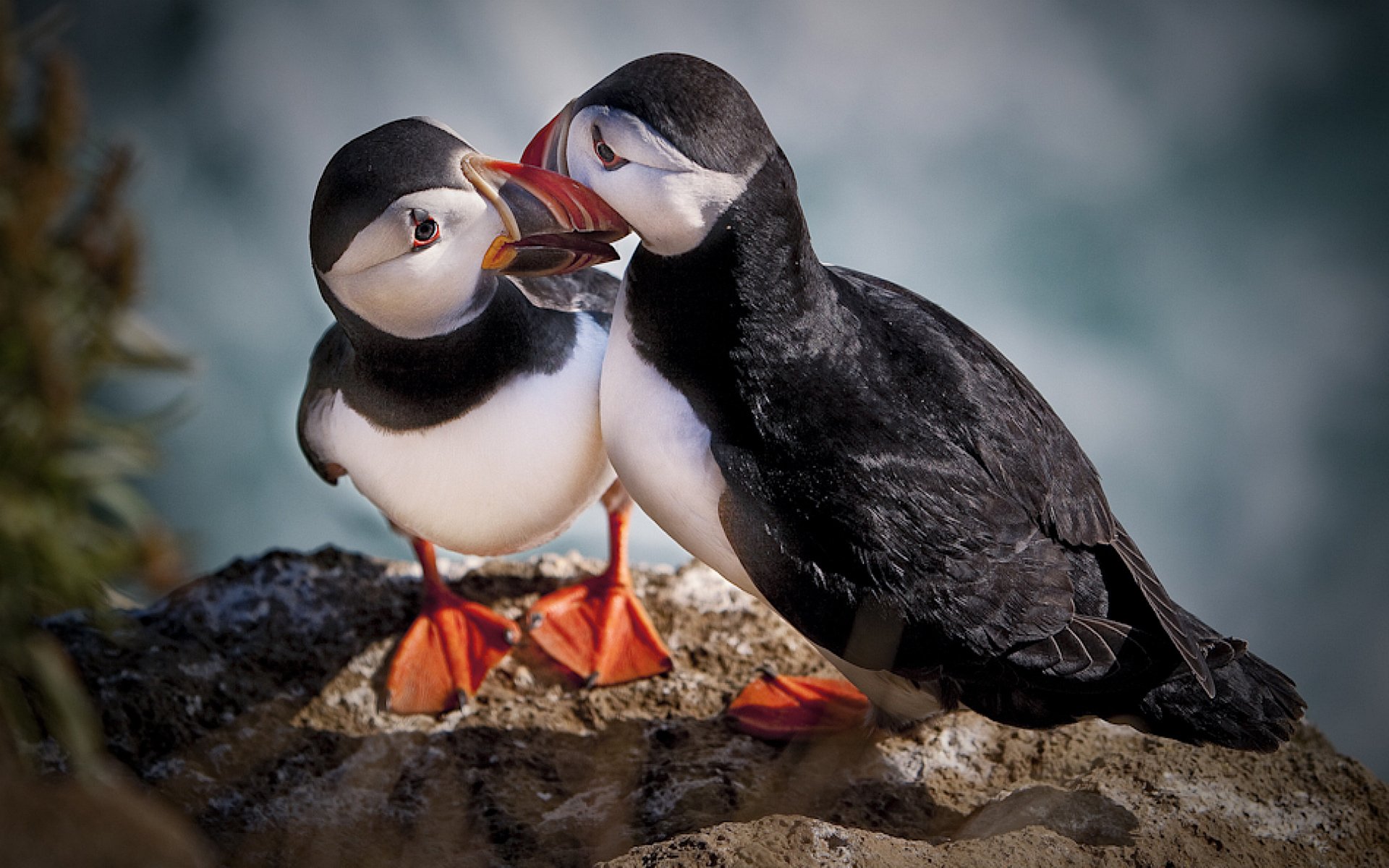 les oiseaux rio se tiennent pierre becs yeux vues