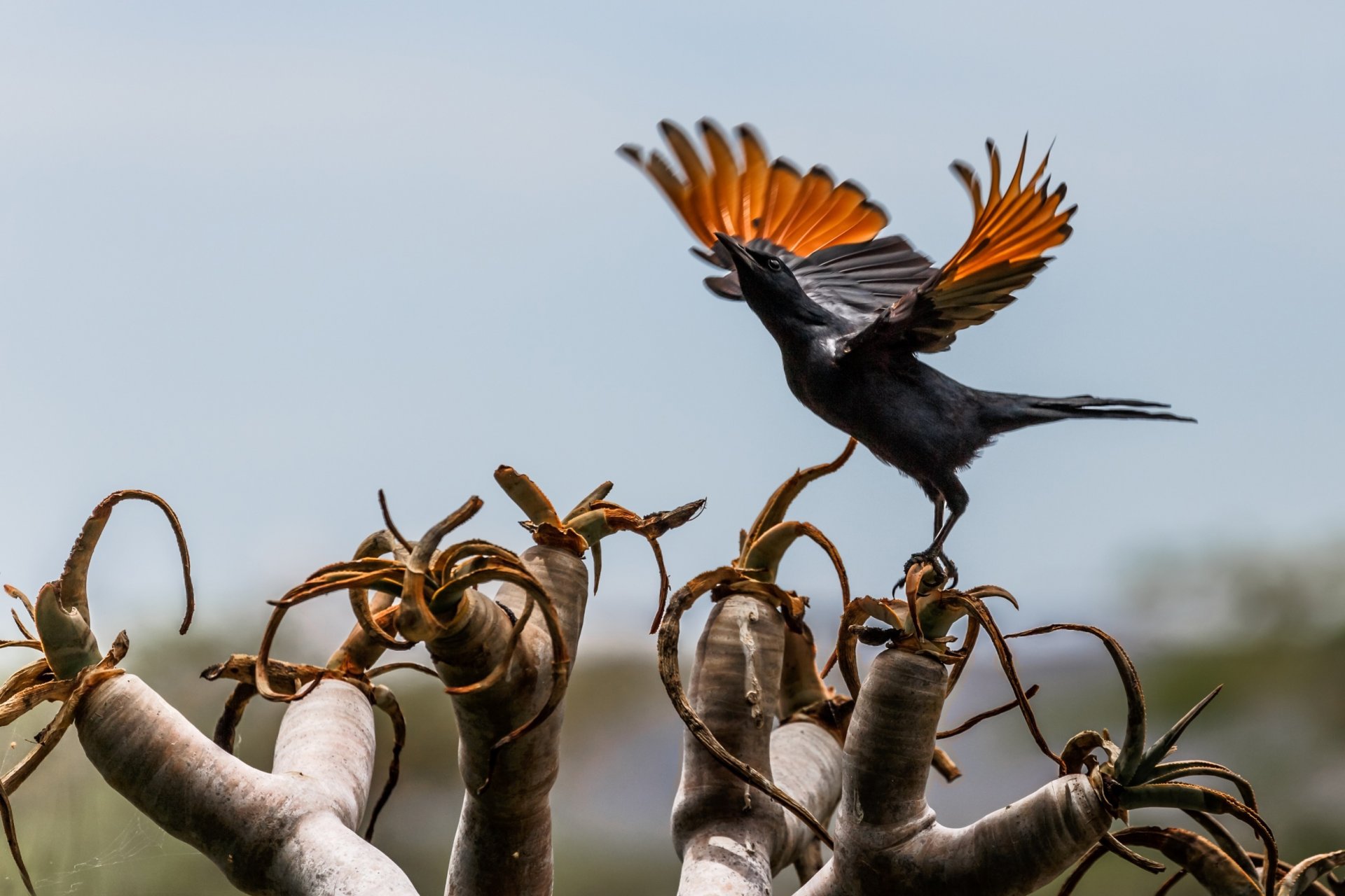 uccello ali sbattere africa