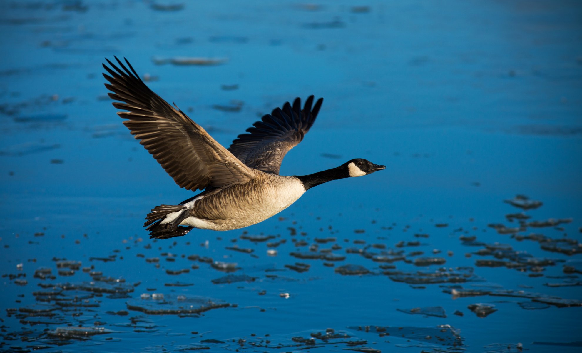 uccello anatra ali libertà acqua