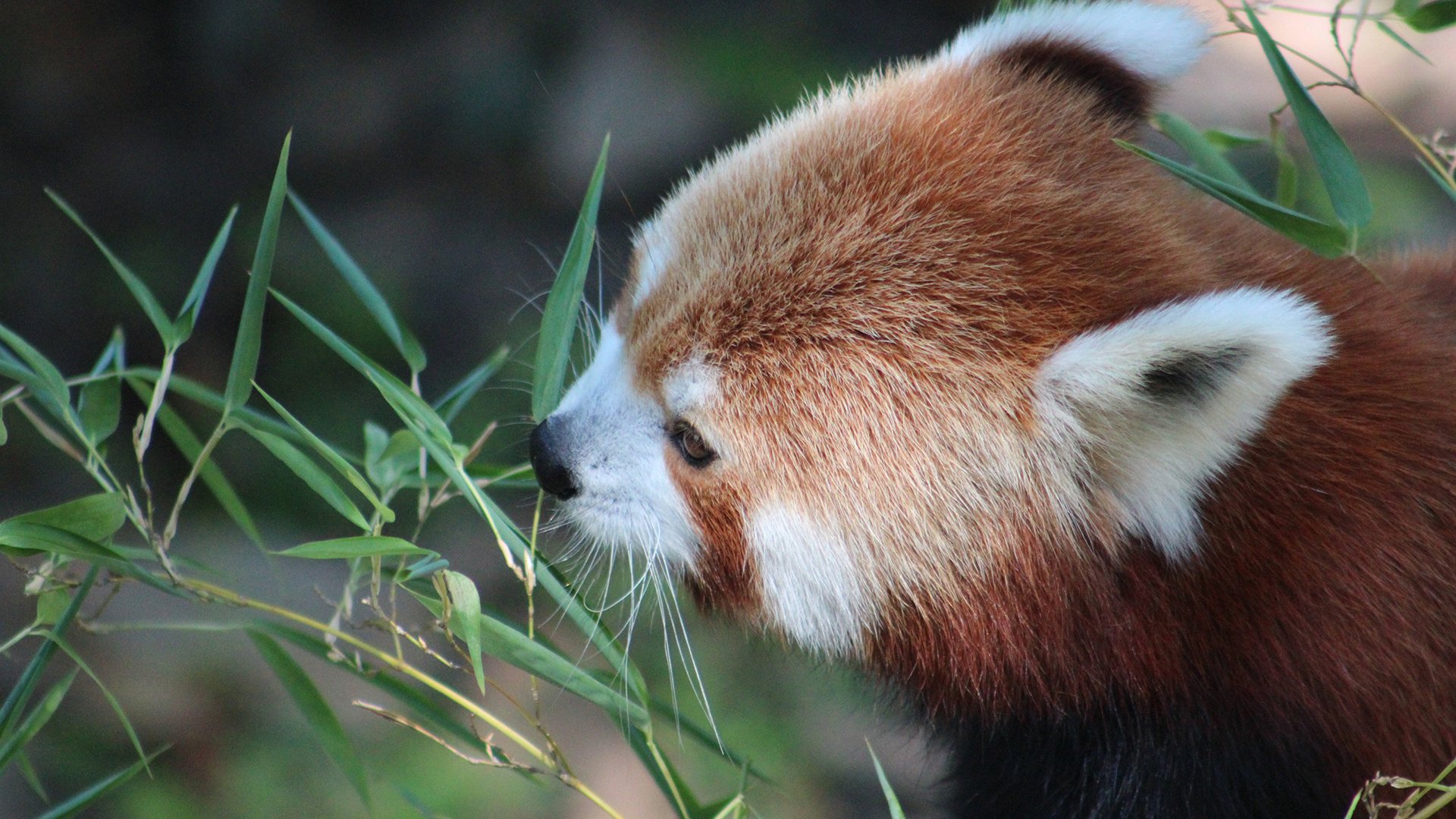 piccolo rosso panda piante foglie