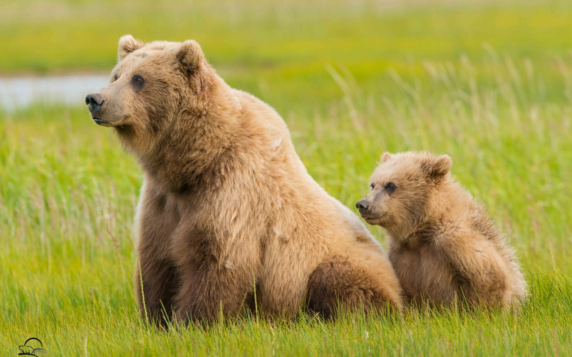 parc national du lac clark alaska ours ourse ourson herbe