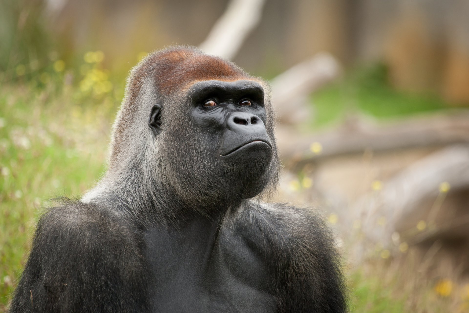 gorilla affe primat schnauze blick