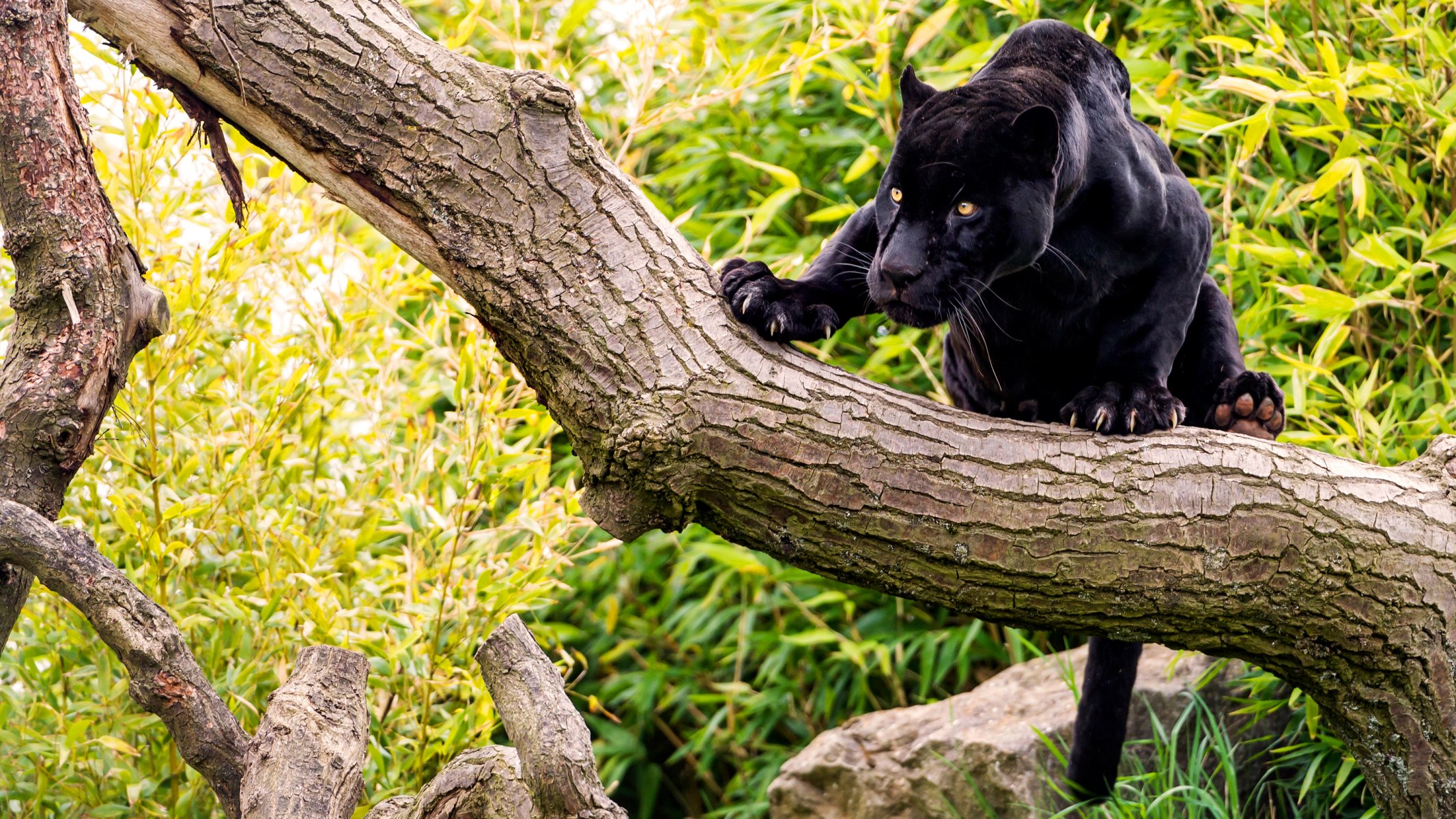 czarny jaguar pantera kot drzewo las kamień