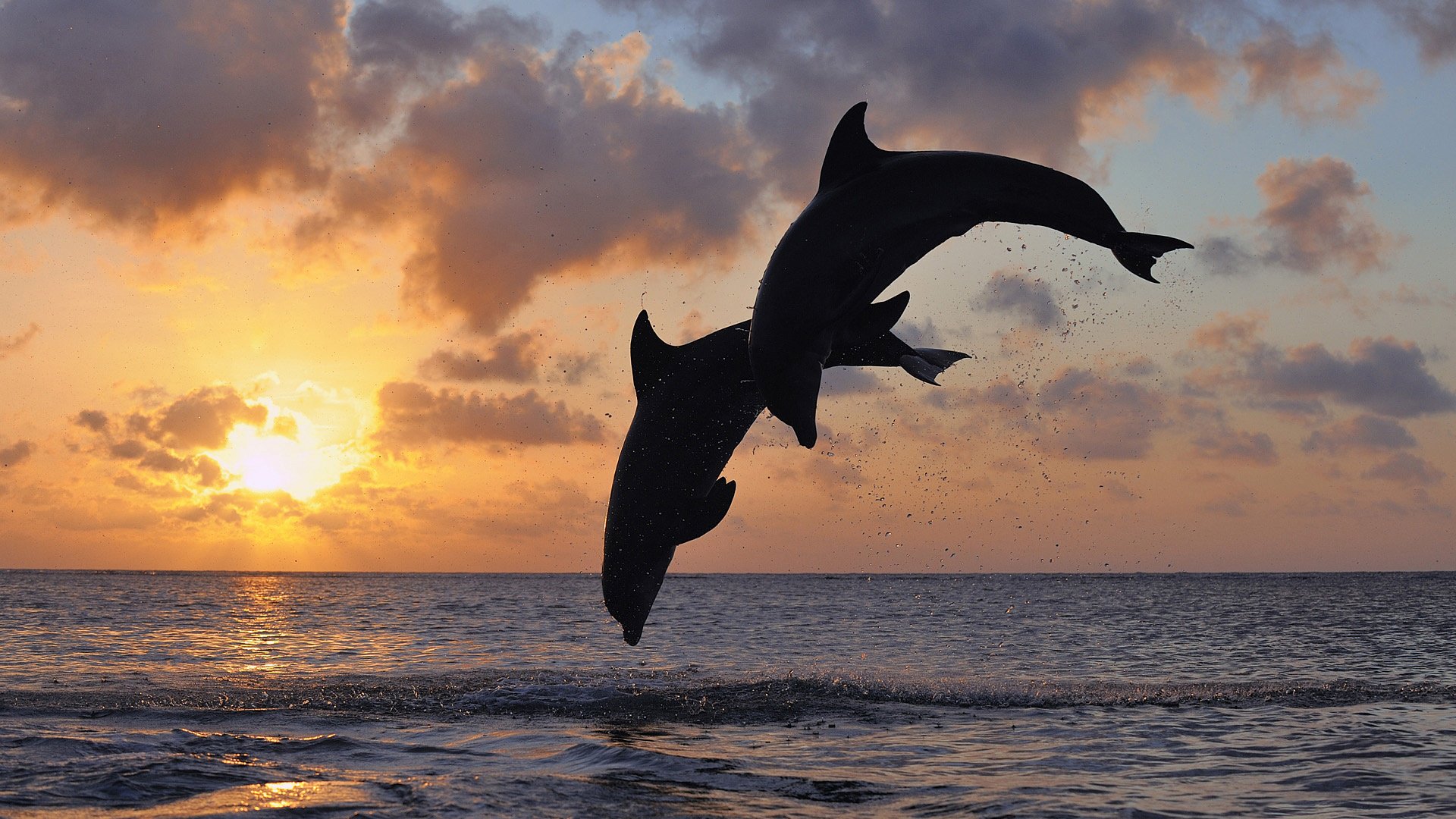 dauphins couple saut corps silhouette mer loin aube horizon ciel paysage