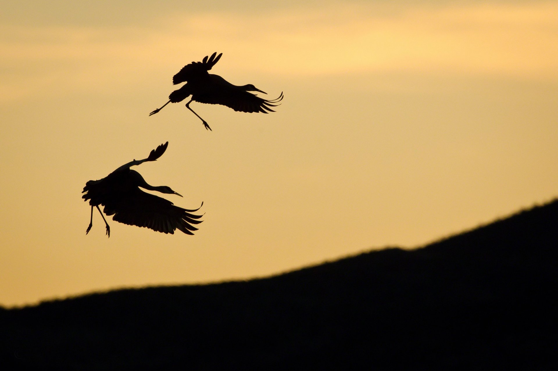 uccelli coppia cicogna sagome pendenza cielo