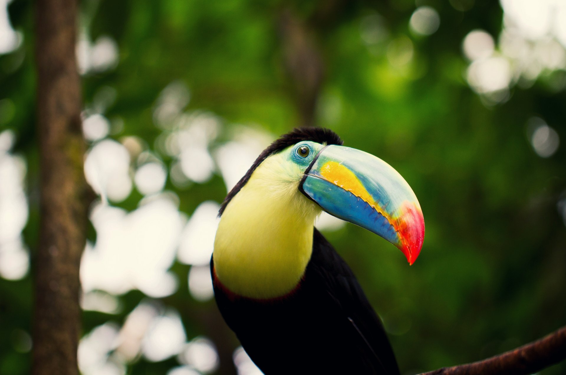 toucan bec oeil vue branches bokeh