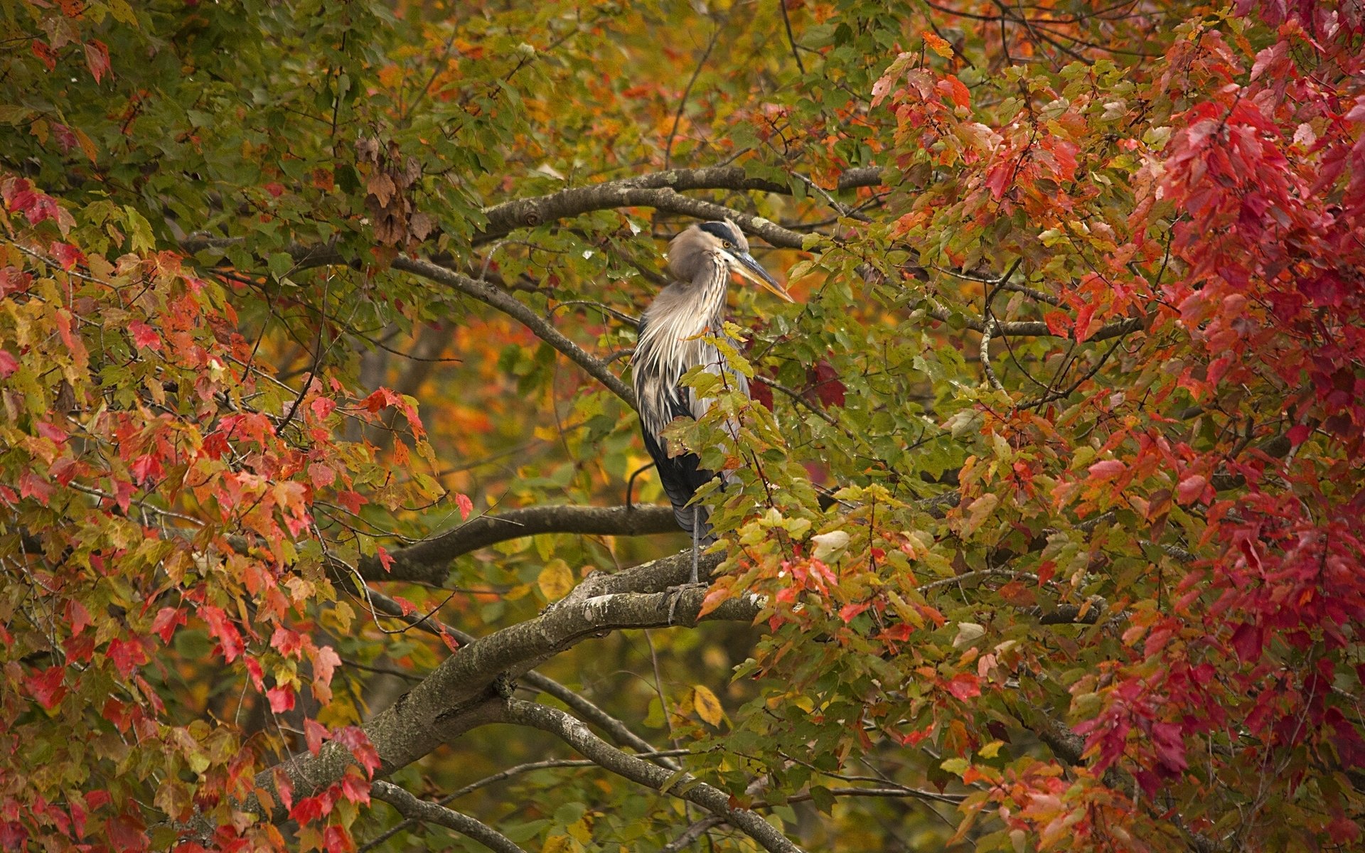 graureiher vogel baum zweige laub herbst