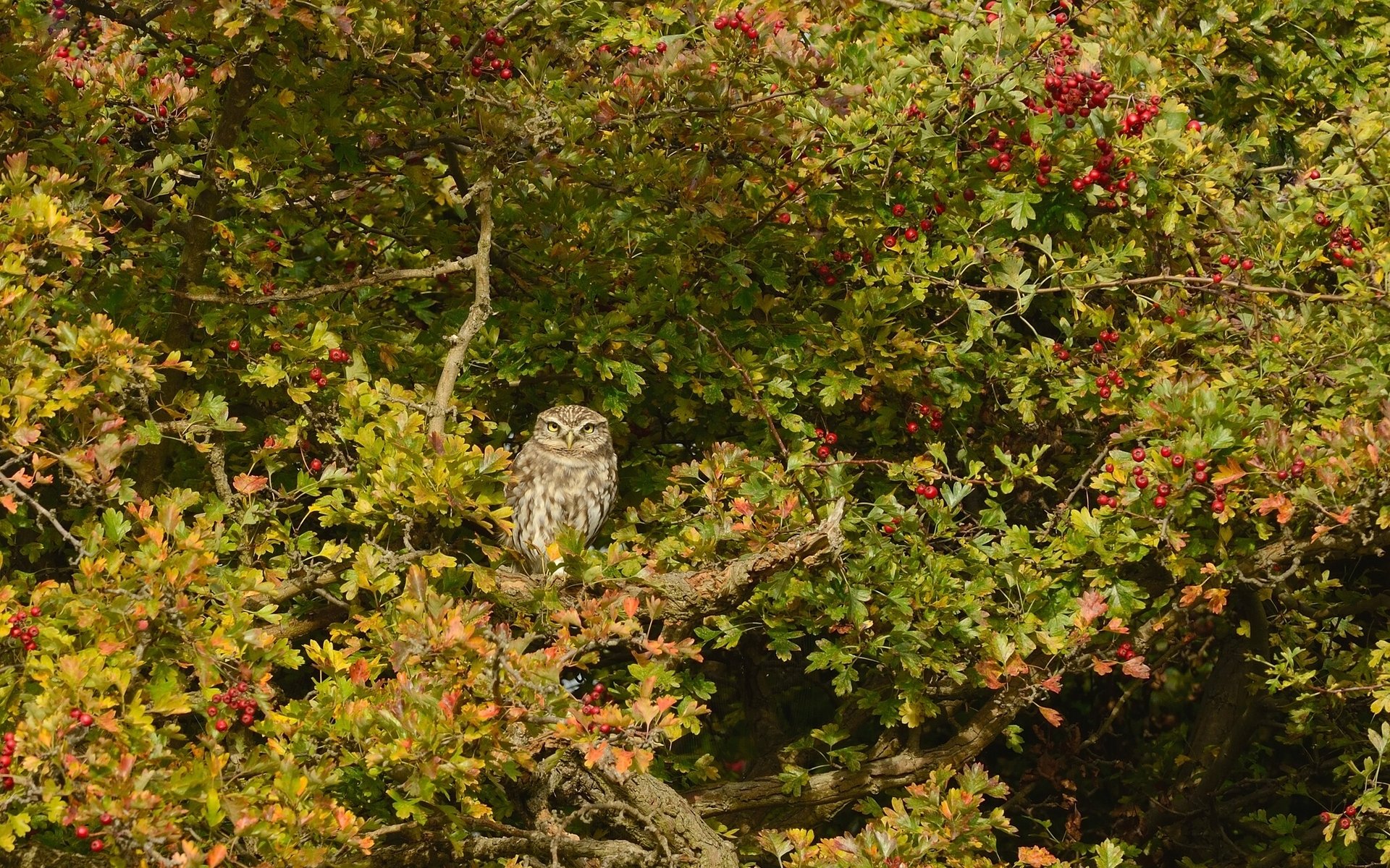 hibou domestique hibou oiseau arbre aubépine