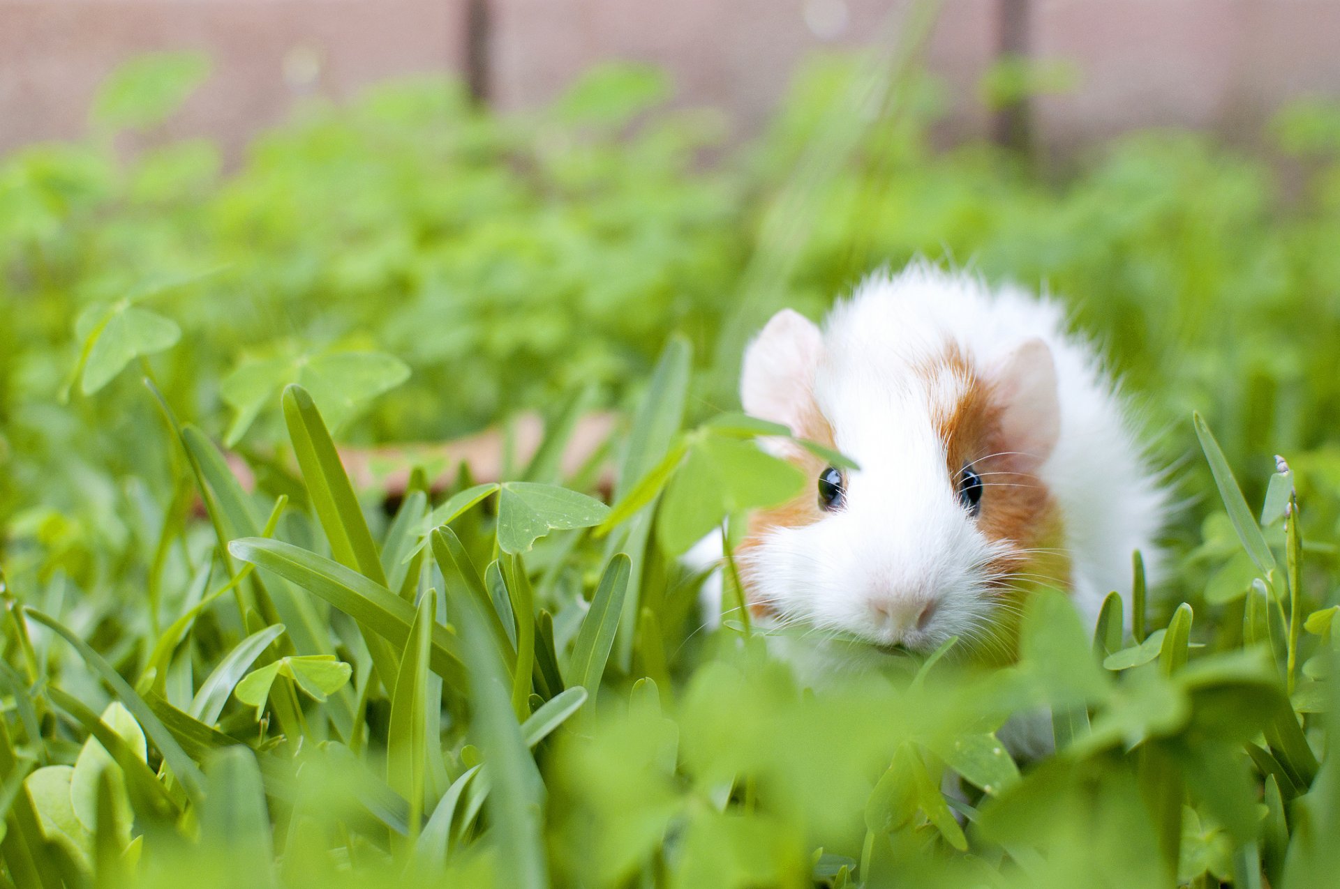 meerschweinchen nagetier gras