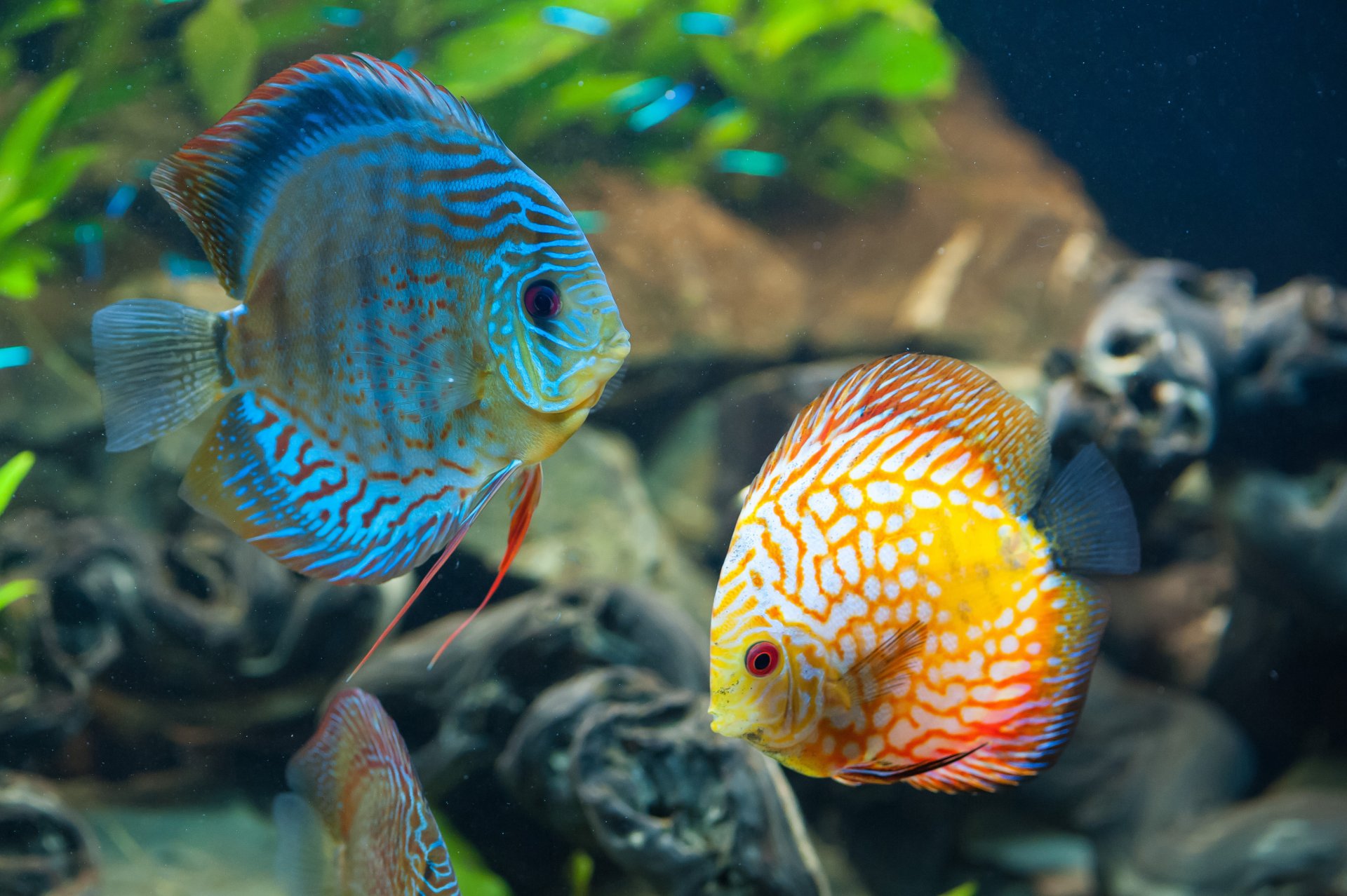 discus poisson eau océan mer récif de corail belle sous l eau