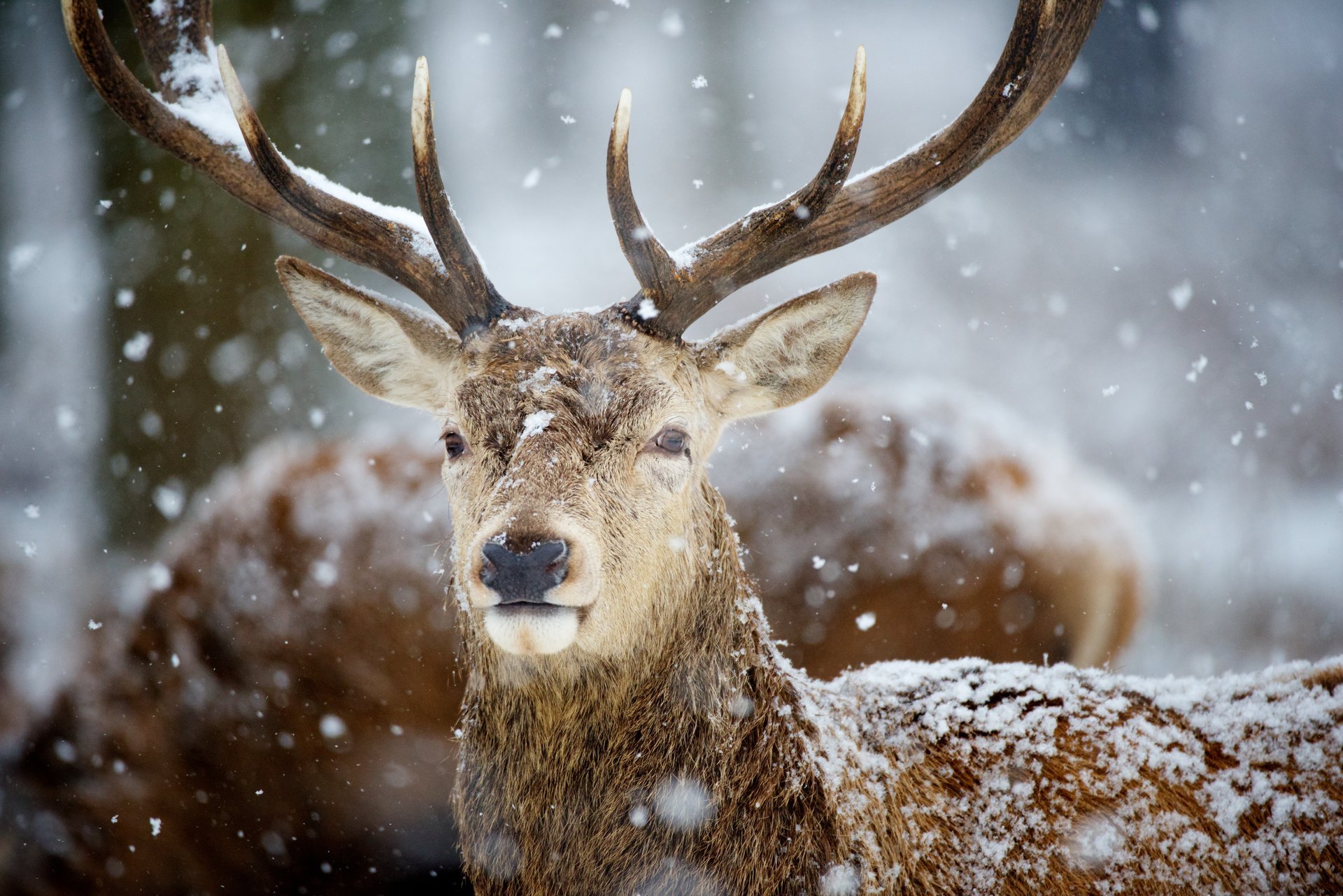 reindeer horn snow