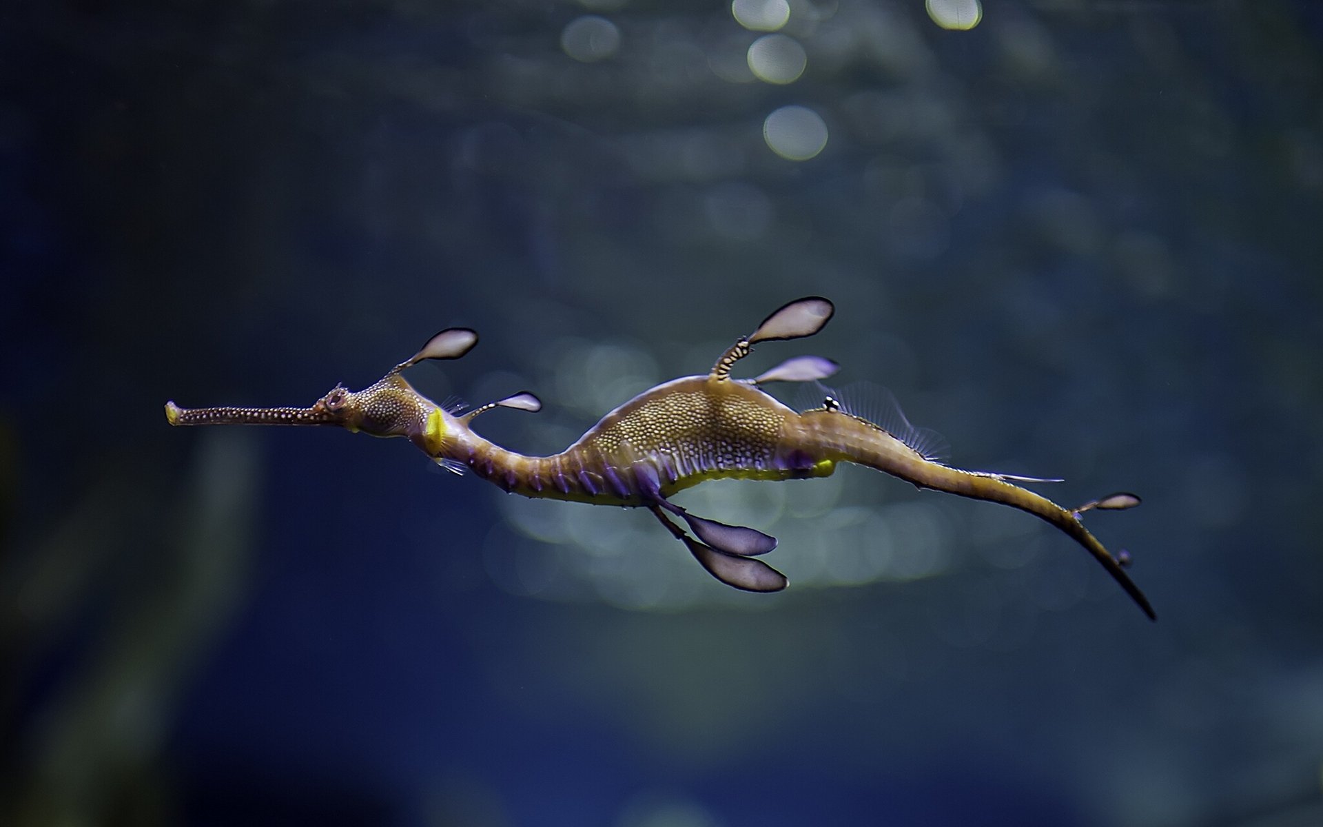 seepferdchen-stofftier seedrache stofftier fisch