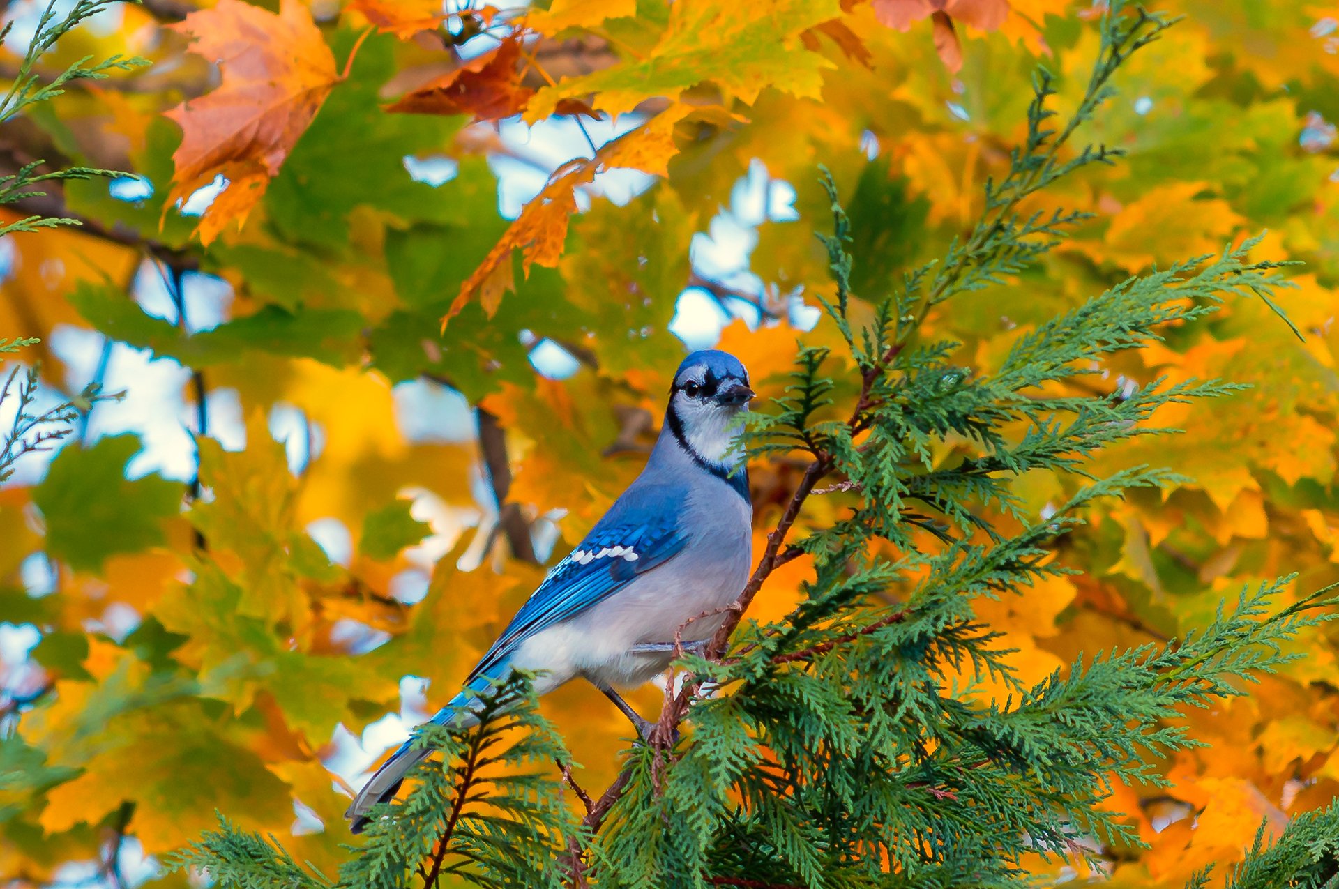 pájaro árbol rama hojas otoño