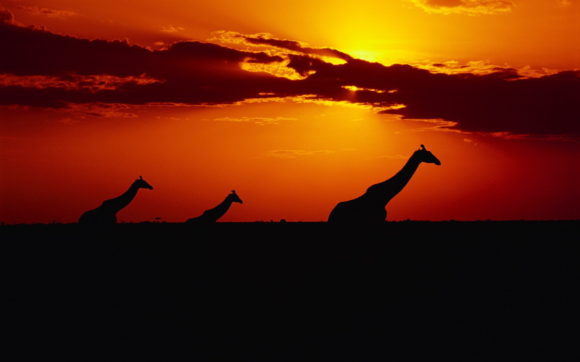 giraffen sonnenuntergang sonne himmel