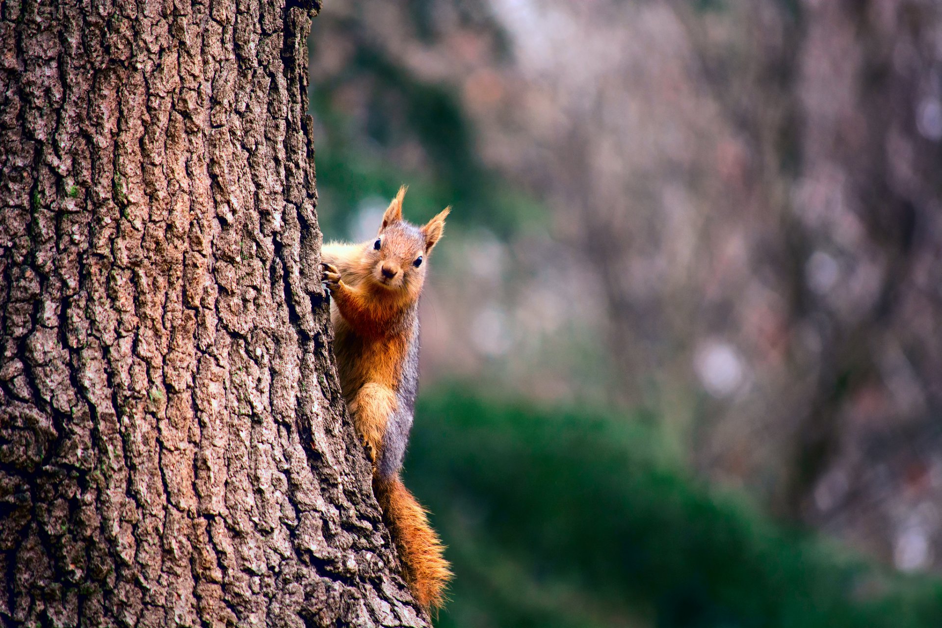 eichhörnchen baum stamm rinde textur hintergrund bokeh