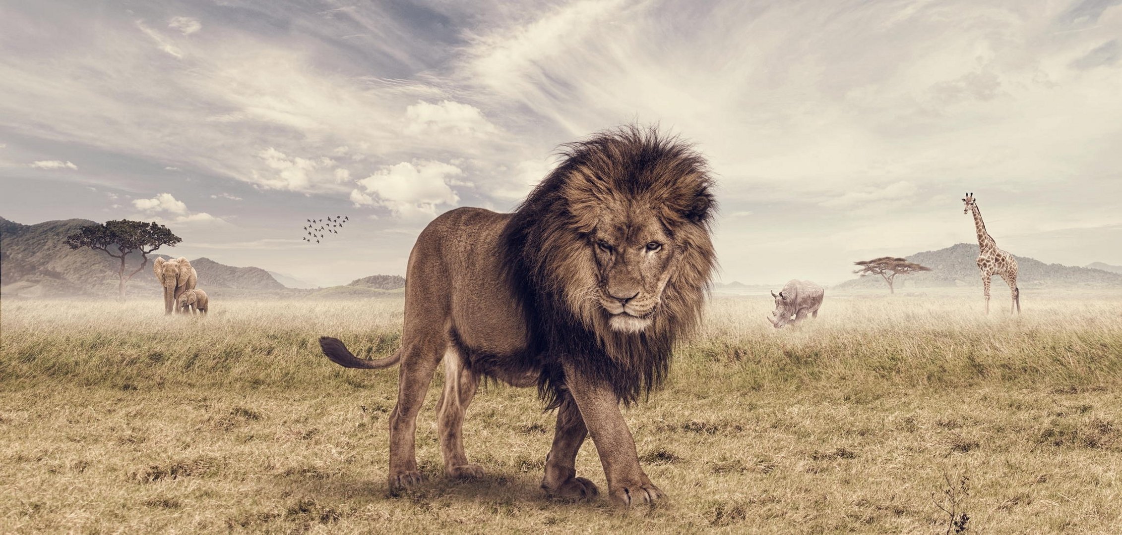 le roi lion photoshop josué amenyo savane lion animal éléphant rhinocéros girafe