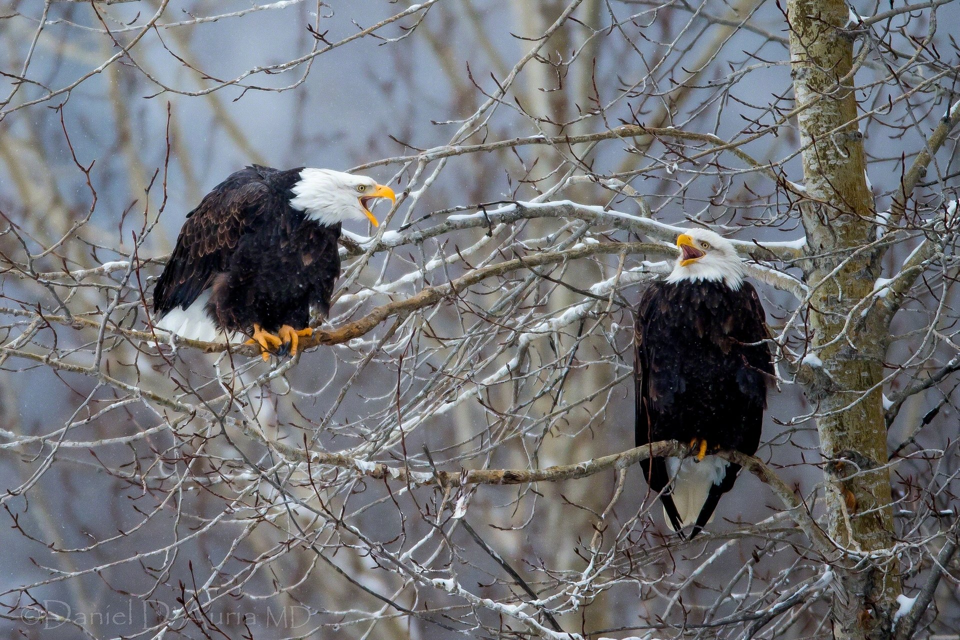 águila calva aves árbol ramas