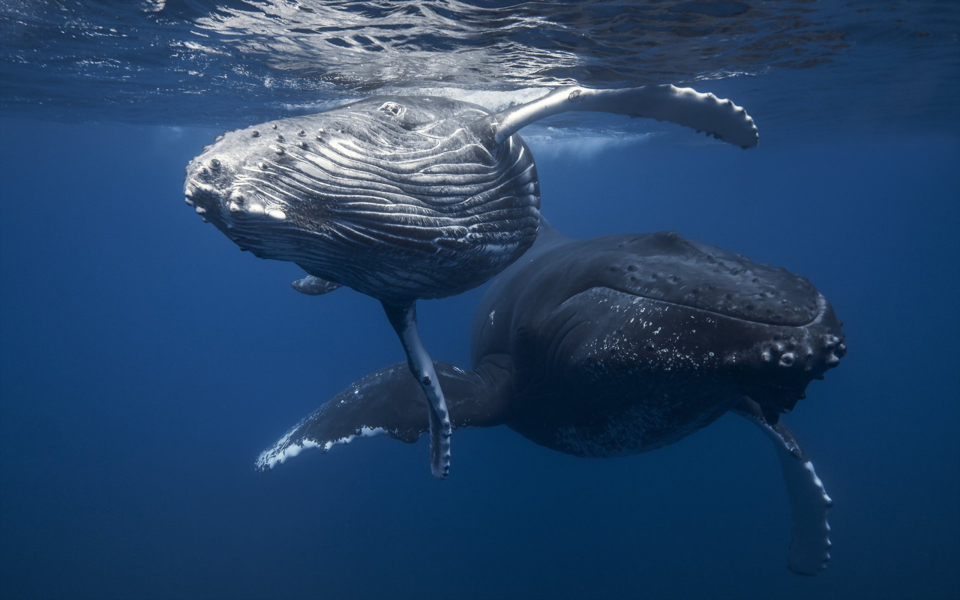 ballenas mar naturaleza