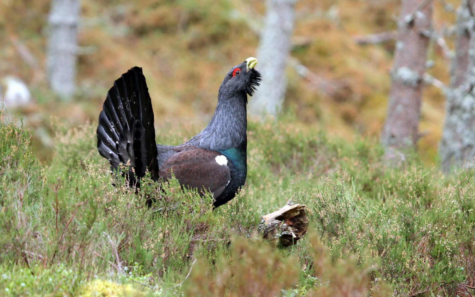 gallo negro pájaro naturaleza