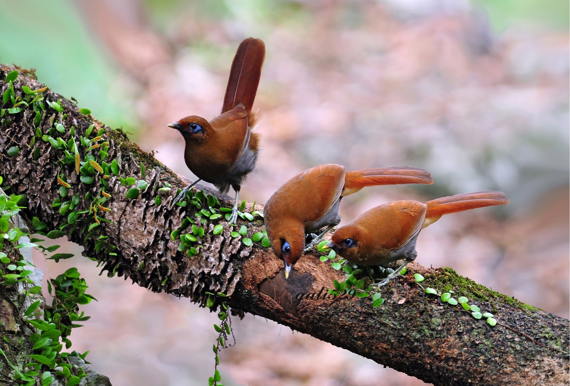 tree branch birds three background