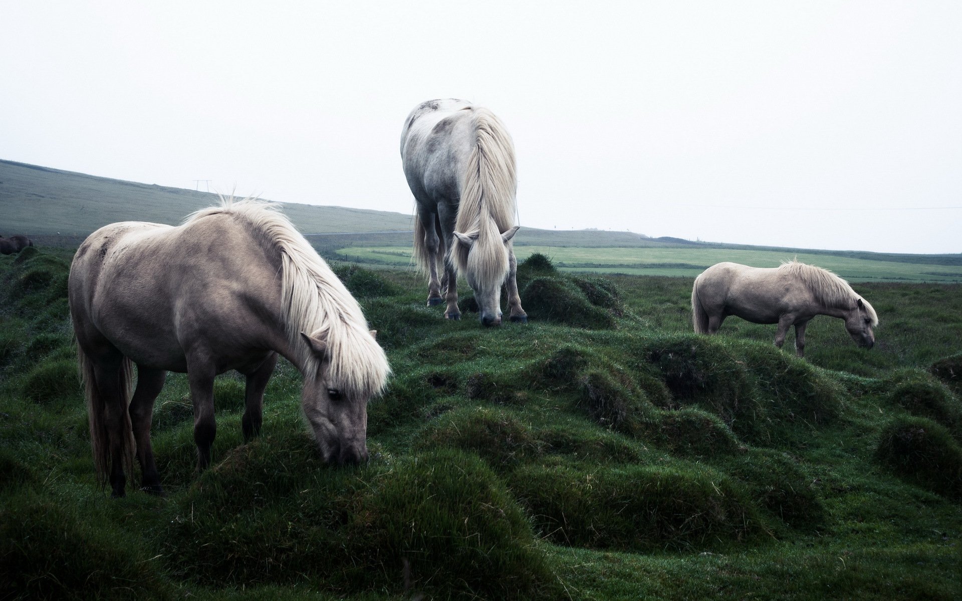 caballos campo naturaleza