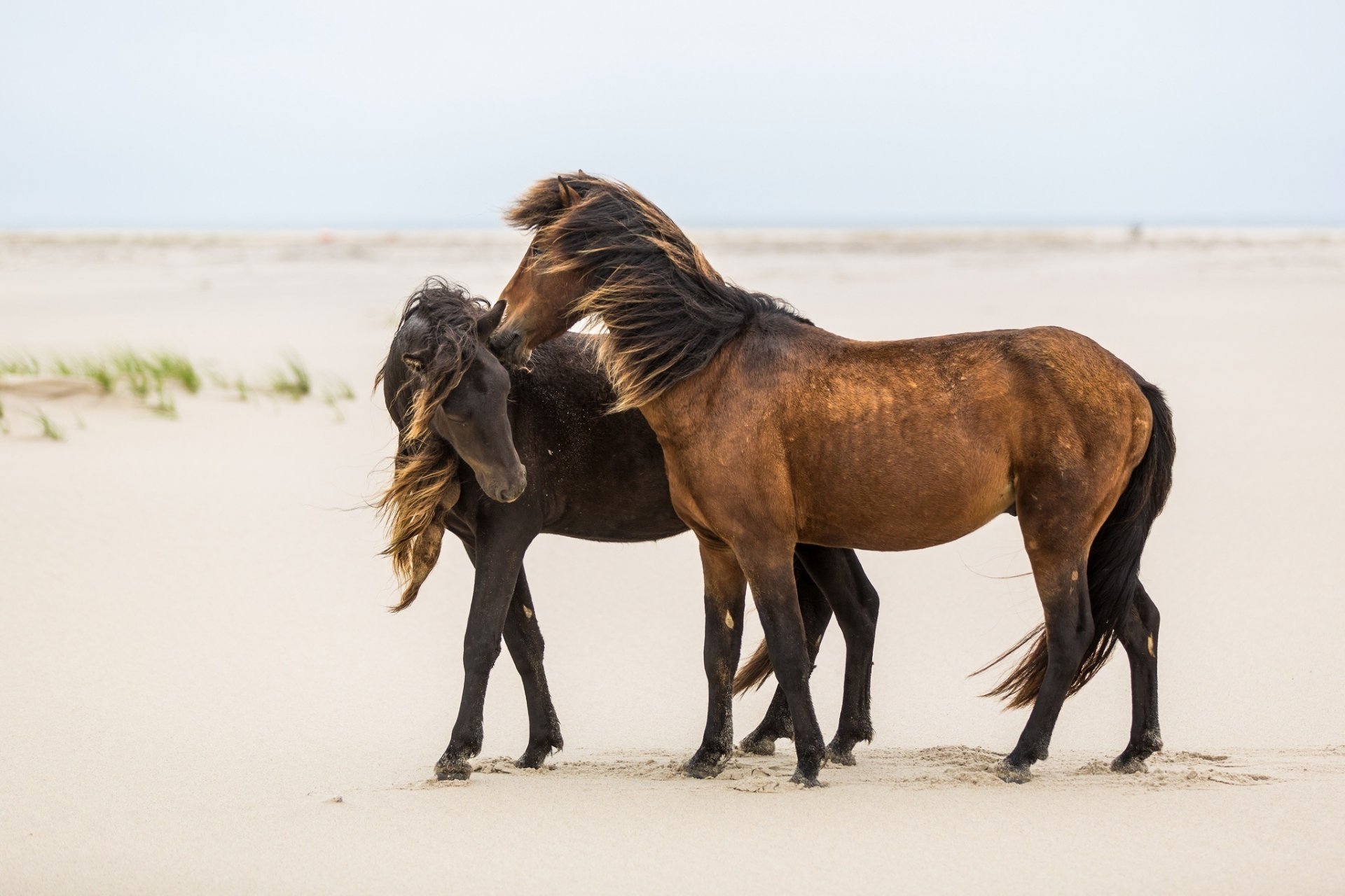 horses horse the pair the weasel friends mane wind sand