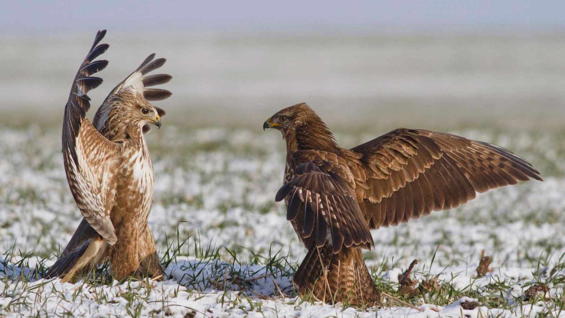 habicht vogel feld himmel flügel tanz