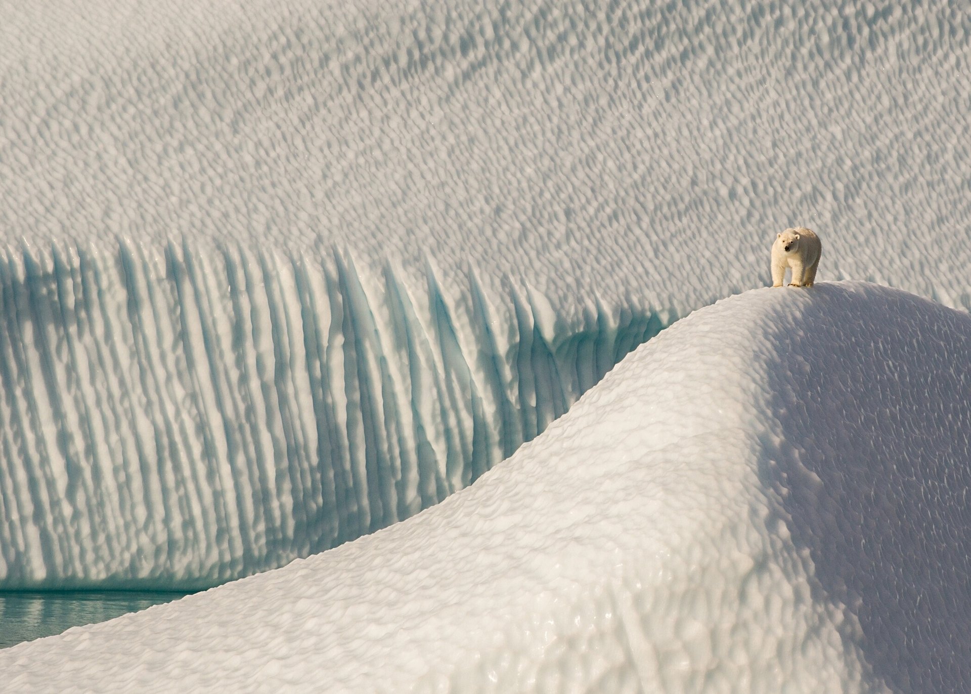 polar bear eclipse sound nunavut canada icebergs ice floe