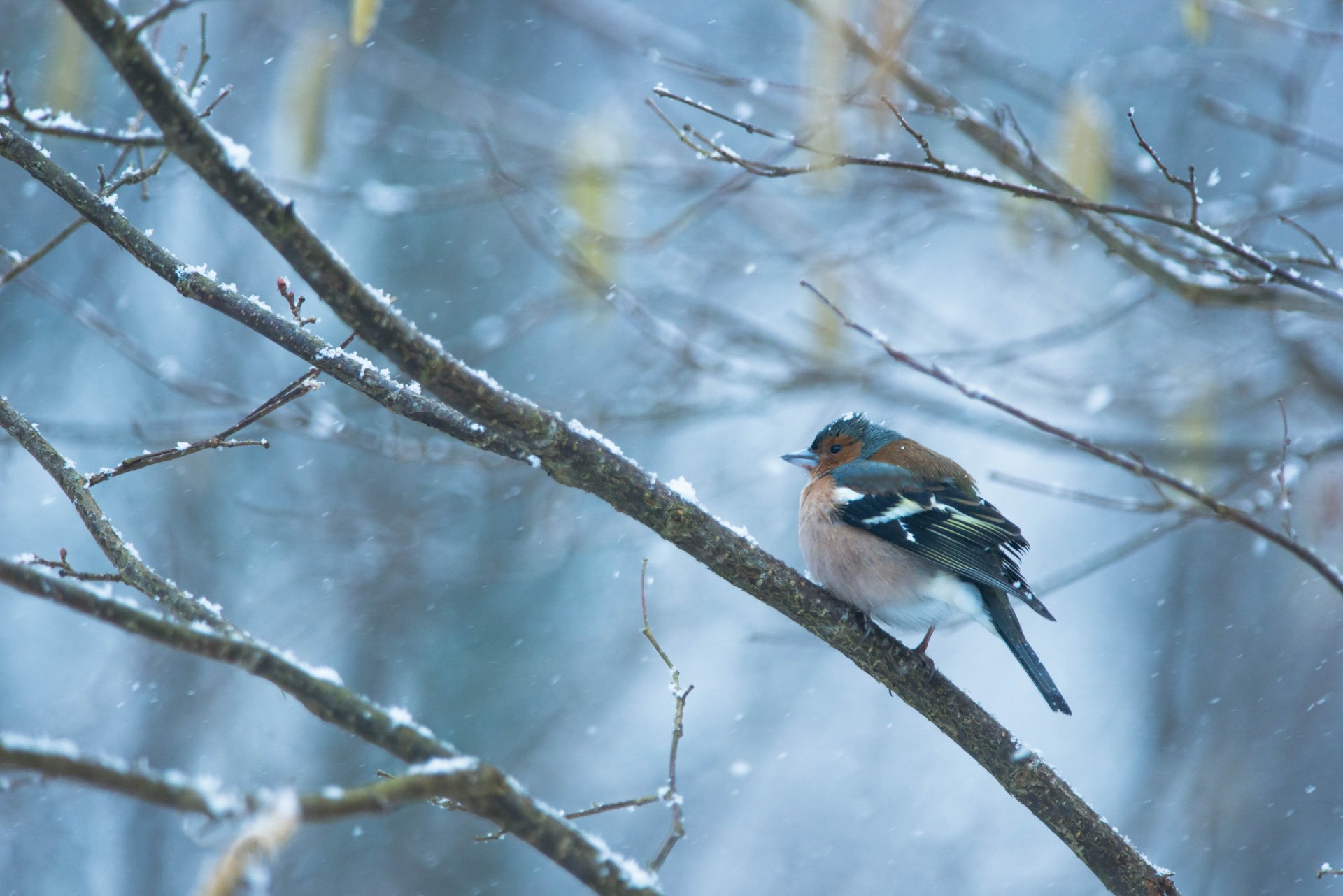 winter snow branches bird finch snowfall