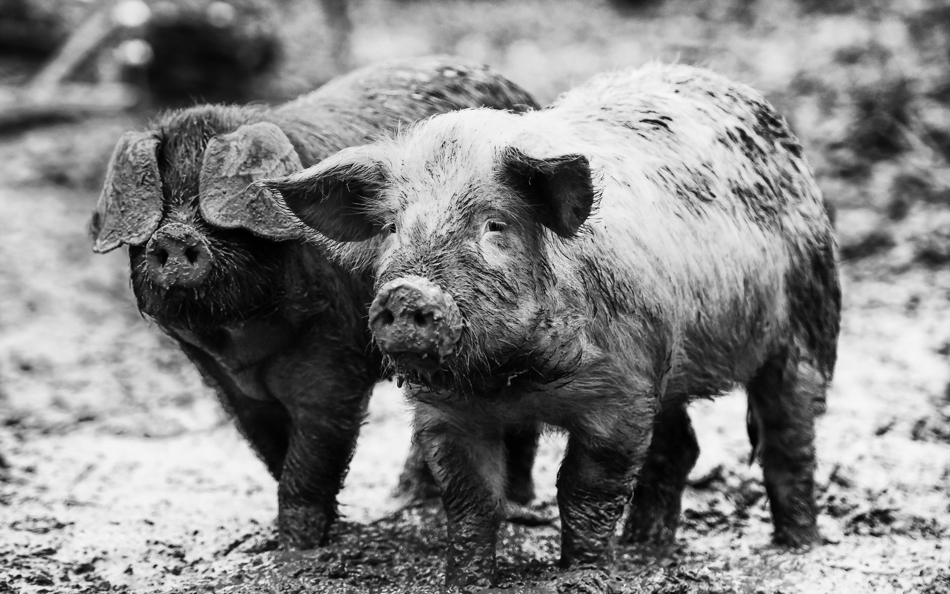 schweine natur hintergrund