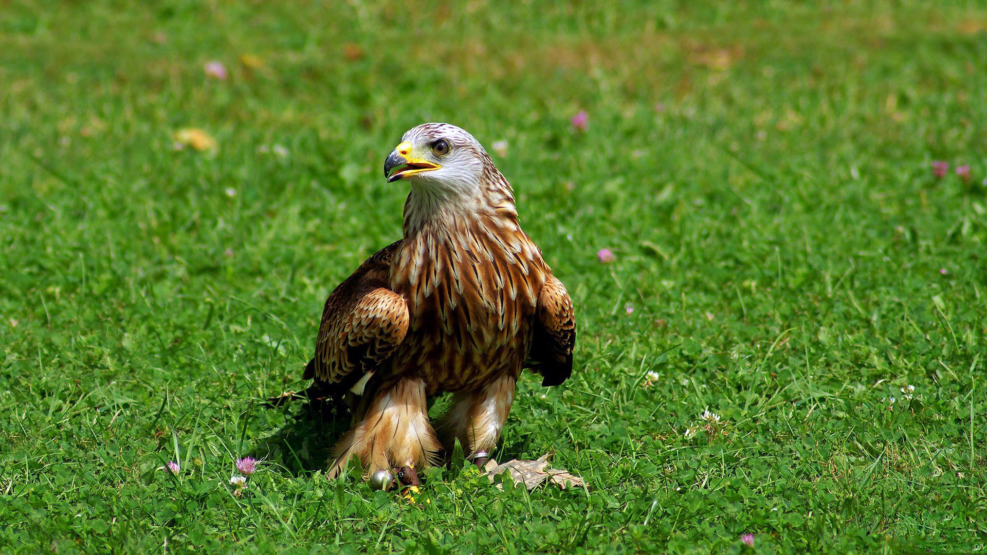 hintergrund gras vogel raubtier schnabel krallen