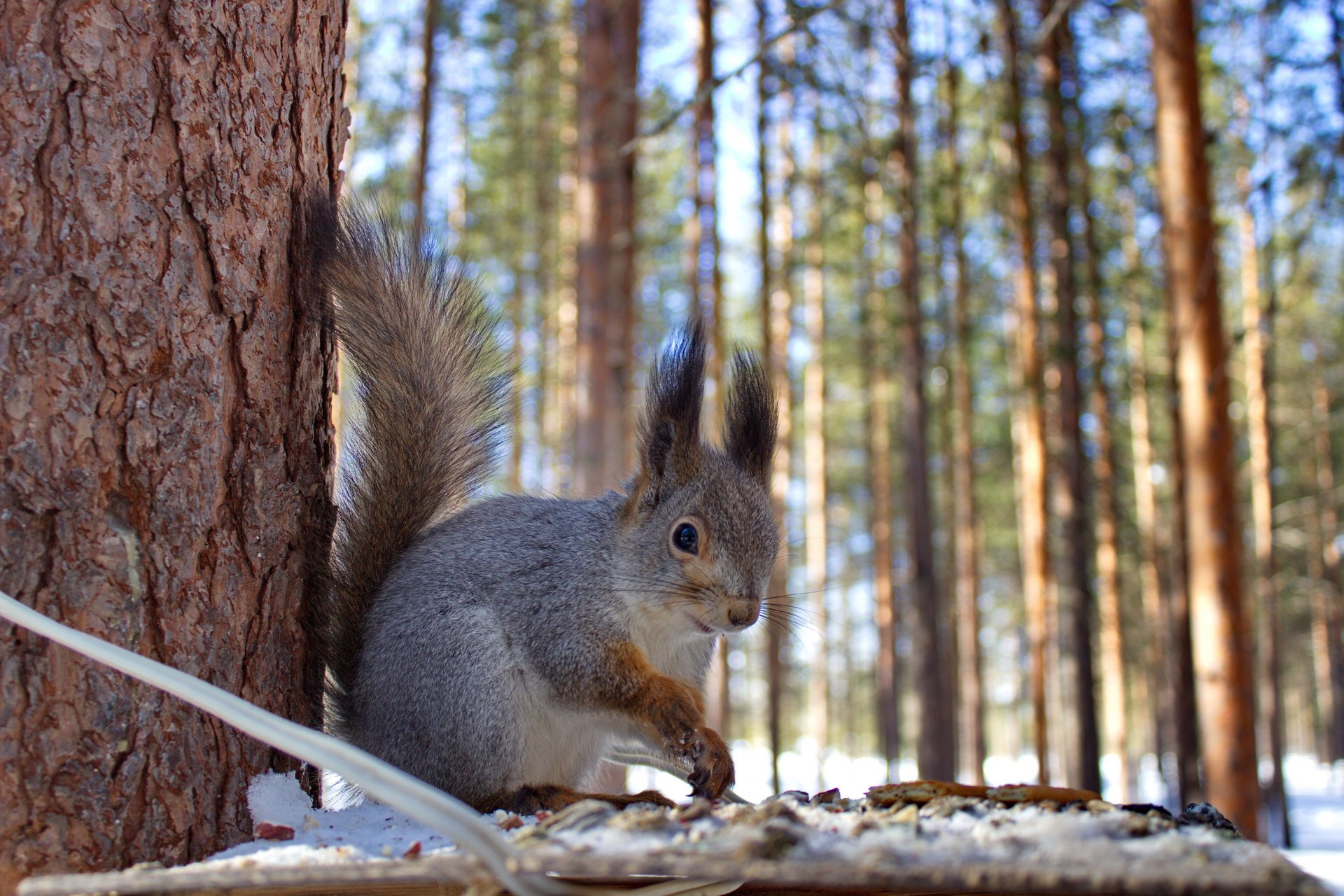 wald winter natur eichhörnchen feeder tiere eichhörnchen