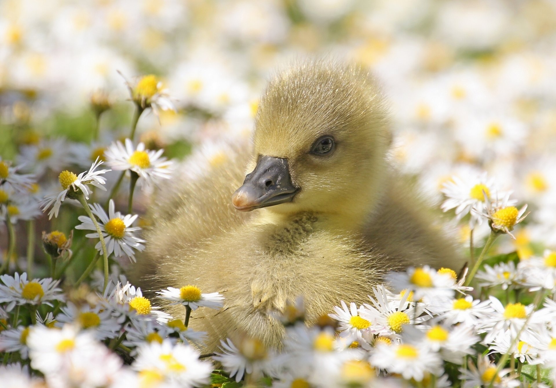 oie poussin marguerites fleurs