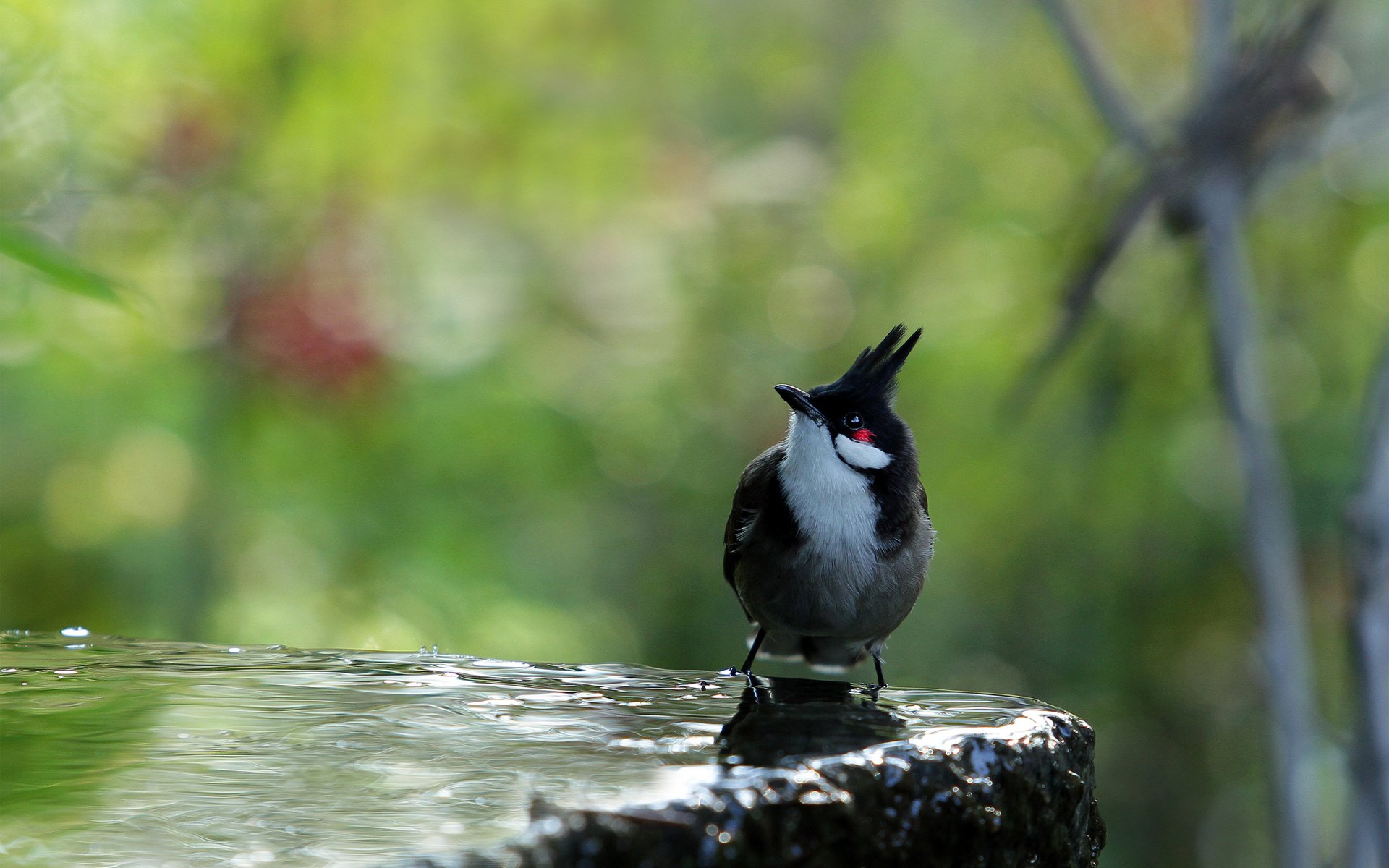 vogel wasser stein schwarz taufbecken