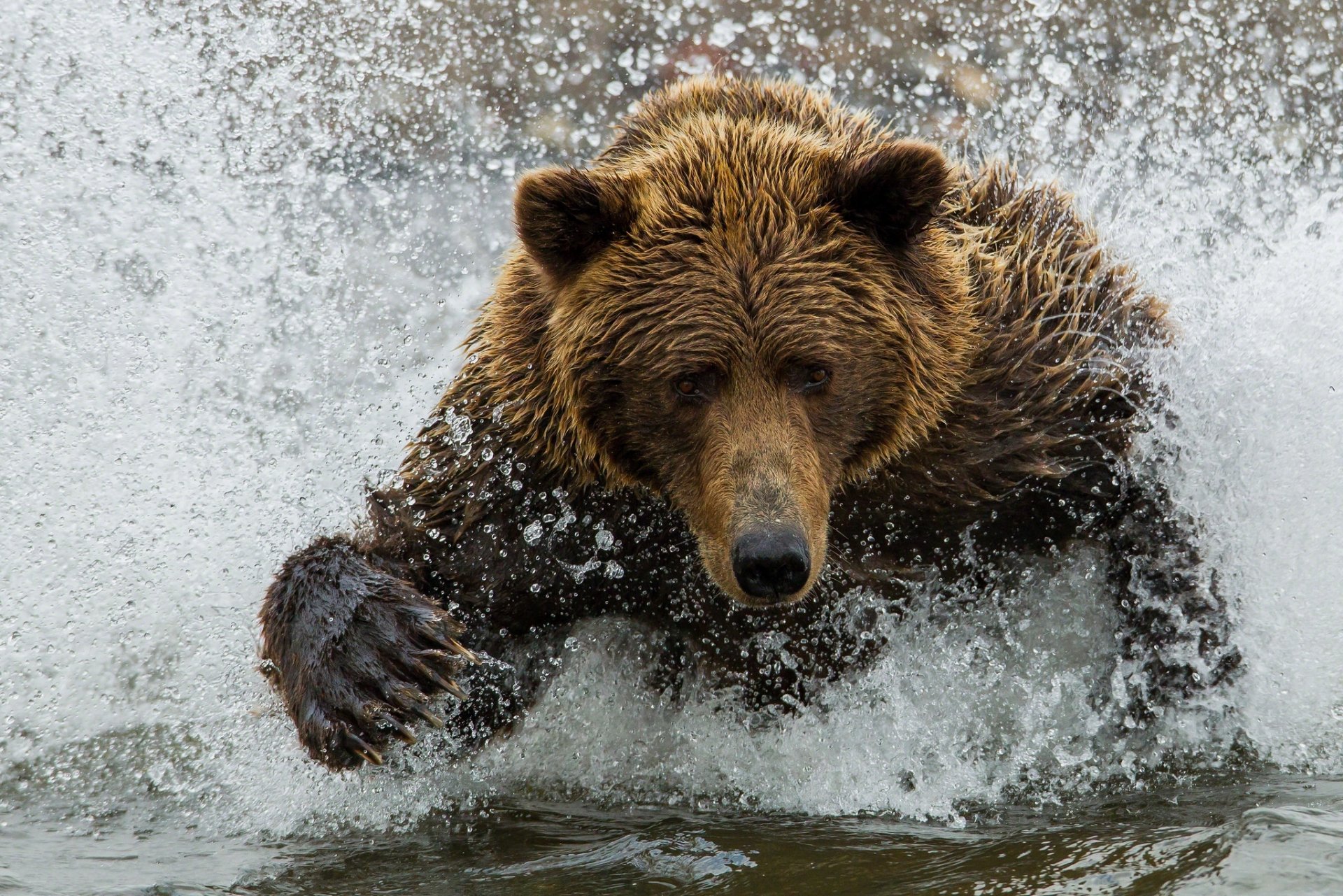 oso marrón oso de peluche agua salpicaduras