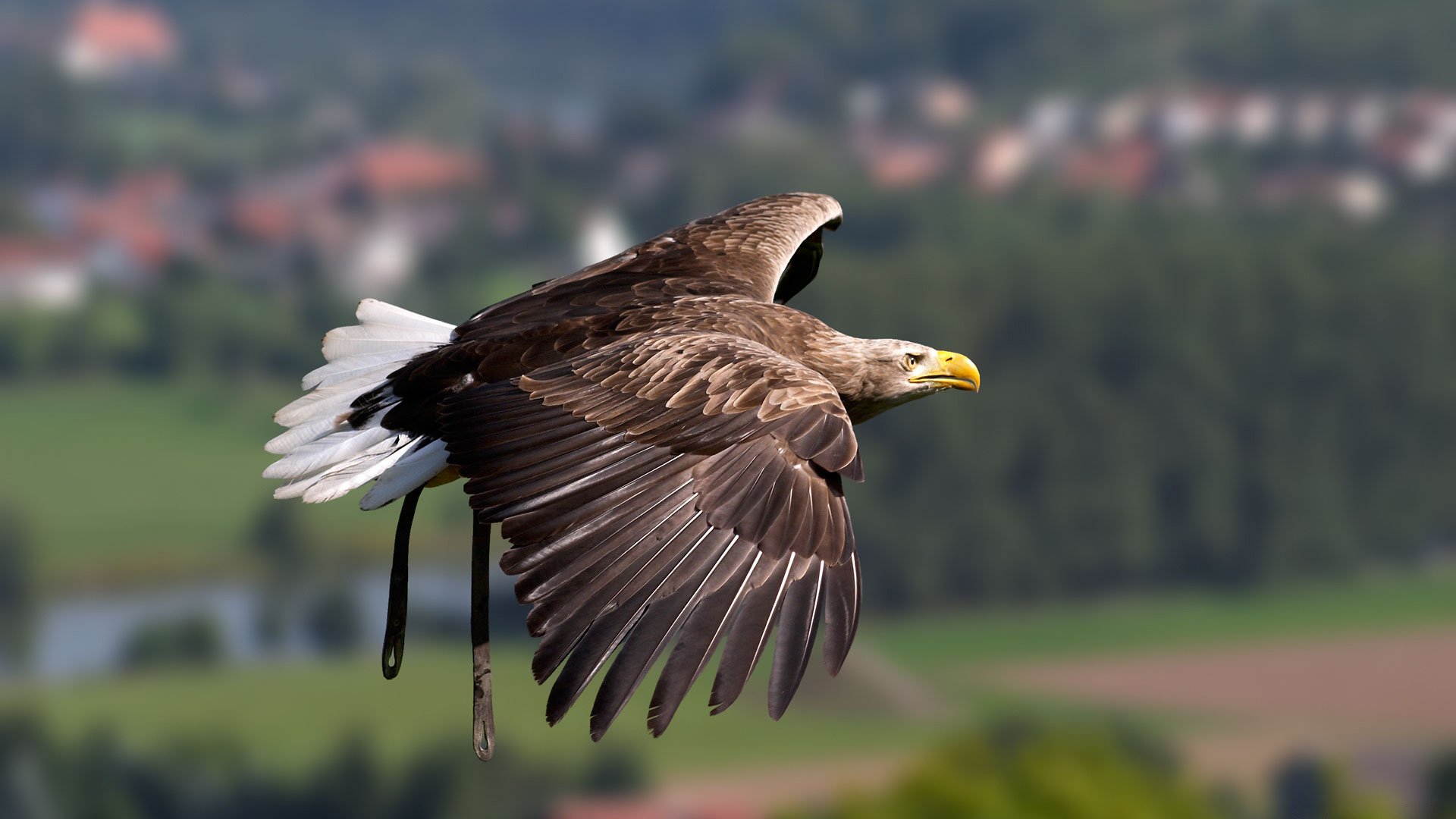 pájaro vuelo águila alas