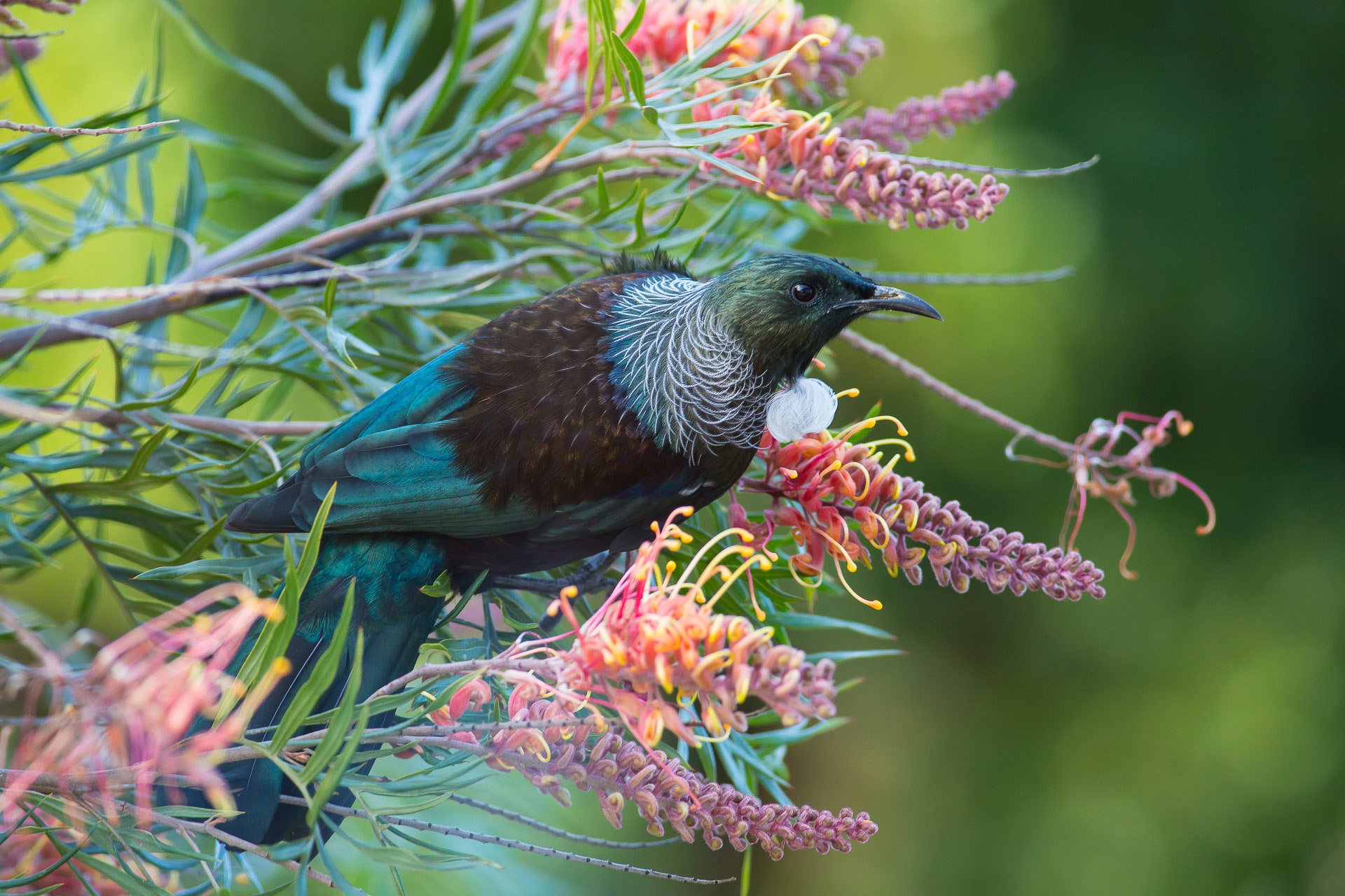 oiseau branches fleurs printemps nature