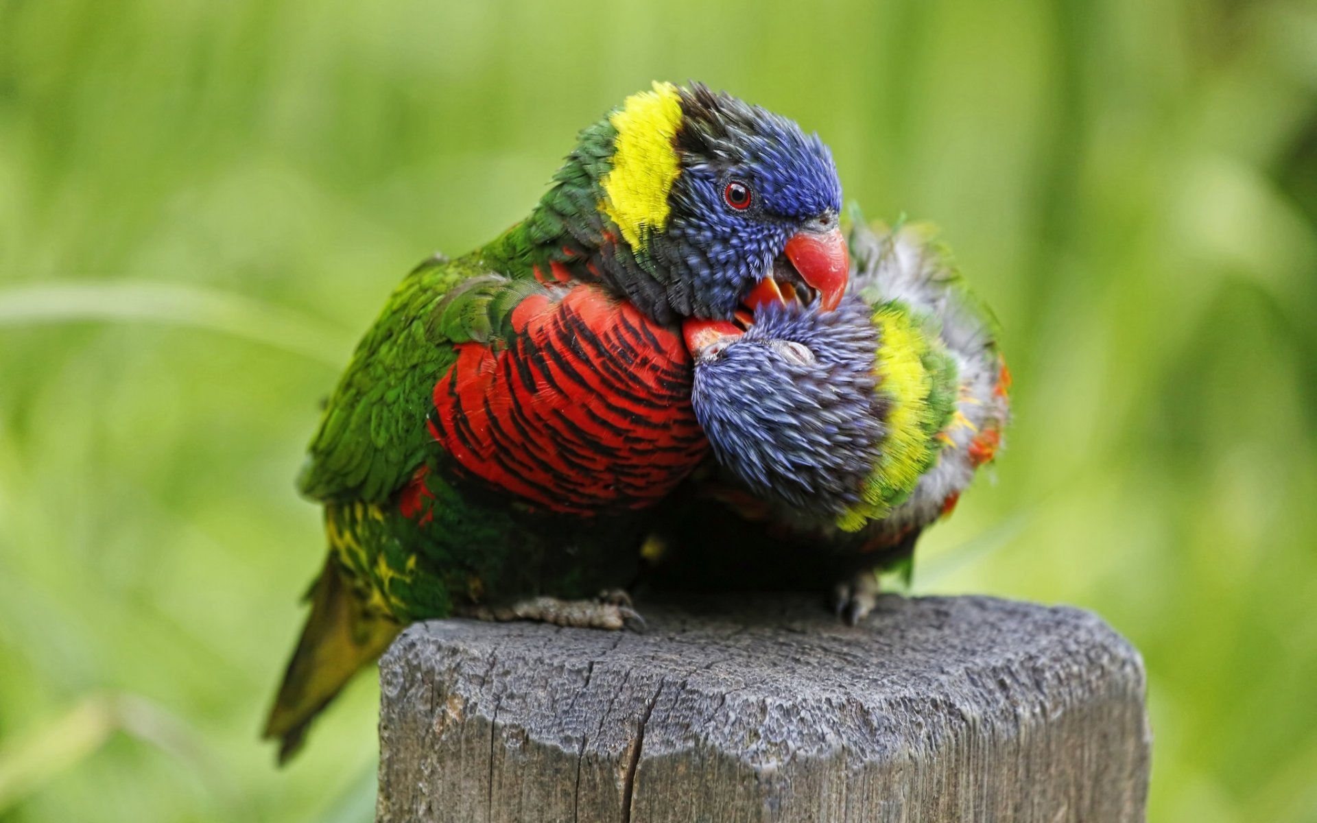 multicolor loriquette papageien vögel paar liebe