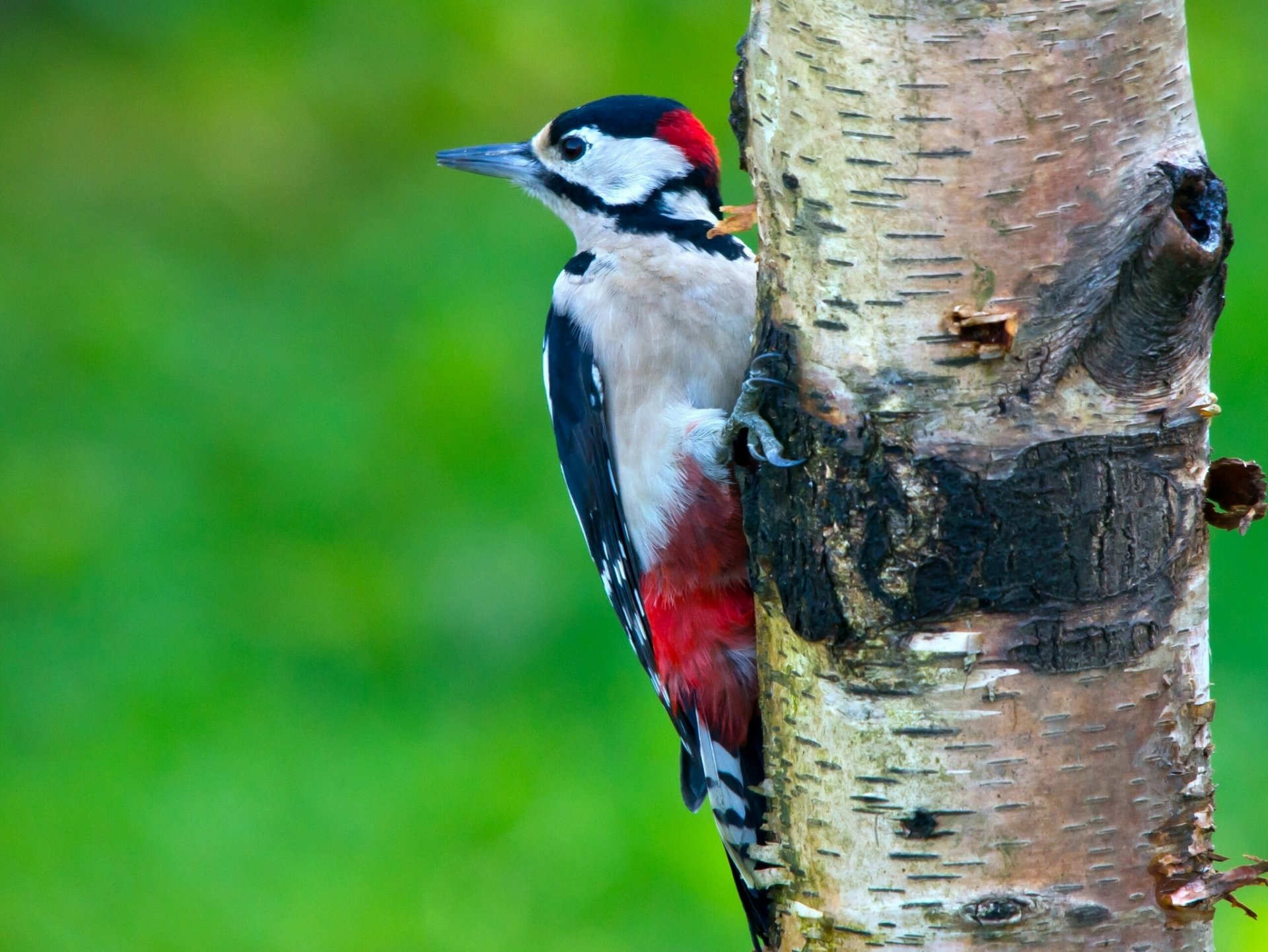 woodpecker poultry tree sanitation