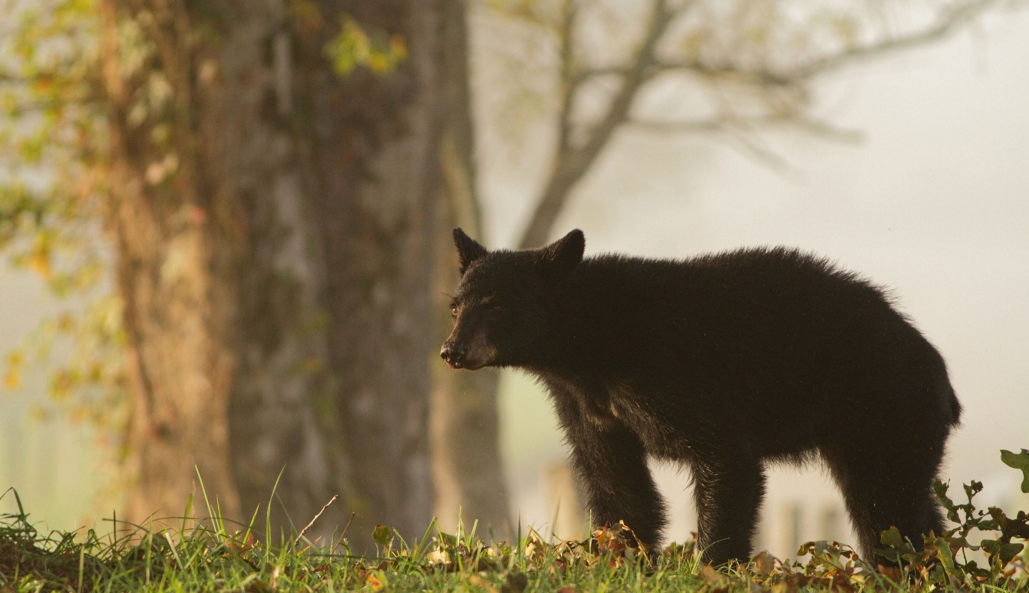 orso natura erba