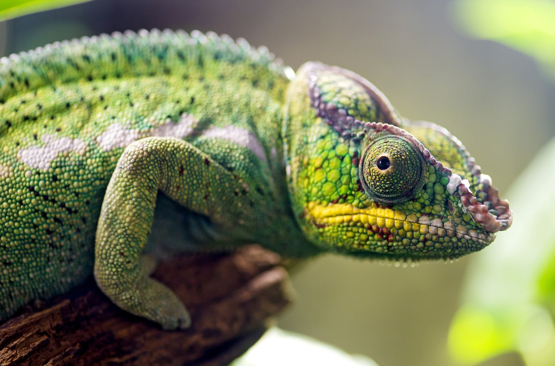 caméléon animal oeil